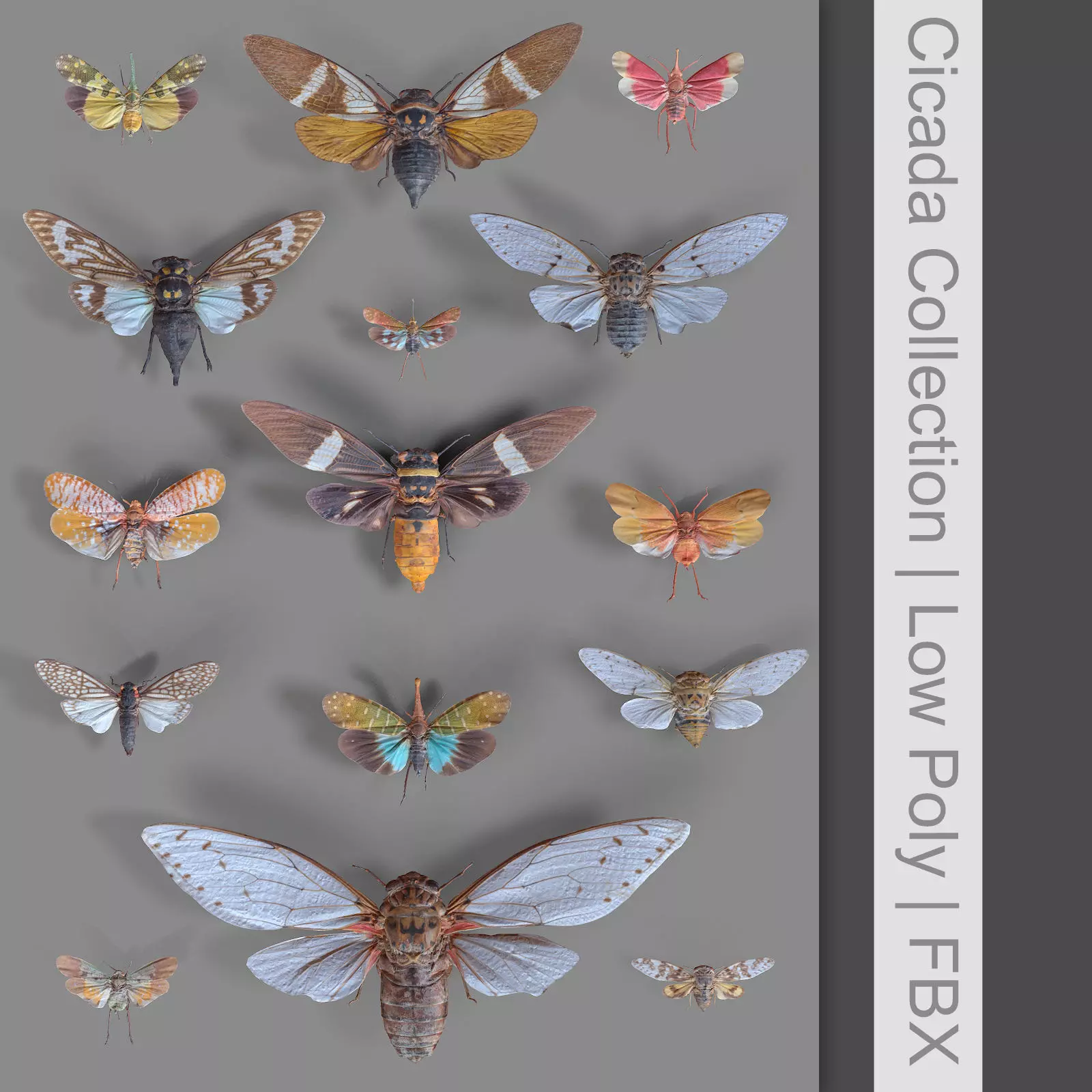 15 Cicada Insect Collection Low-poly 3D model