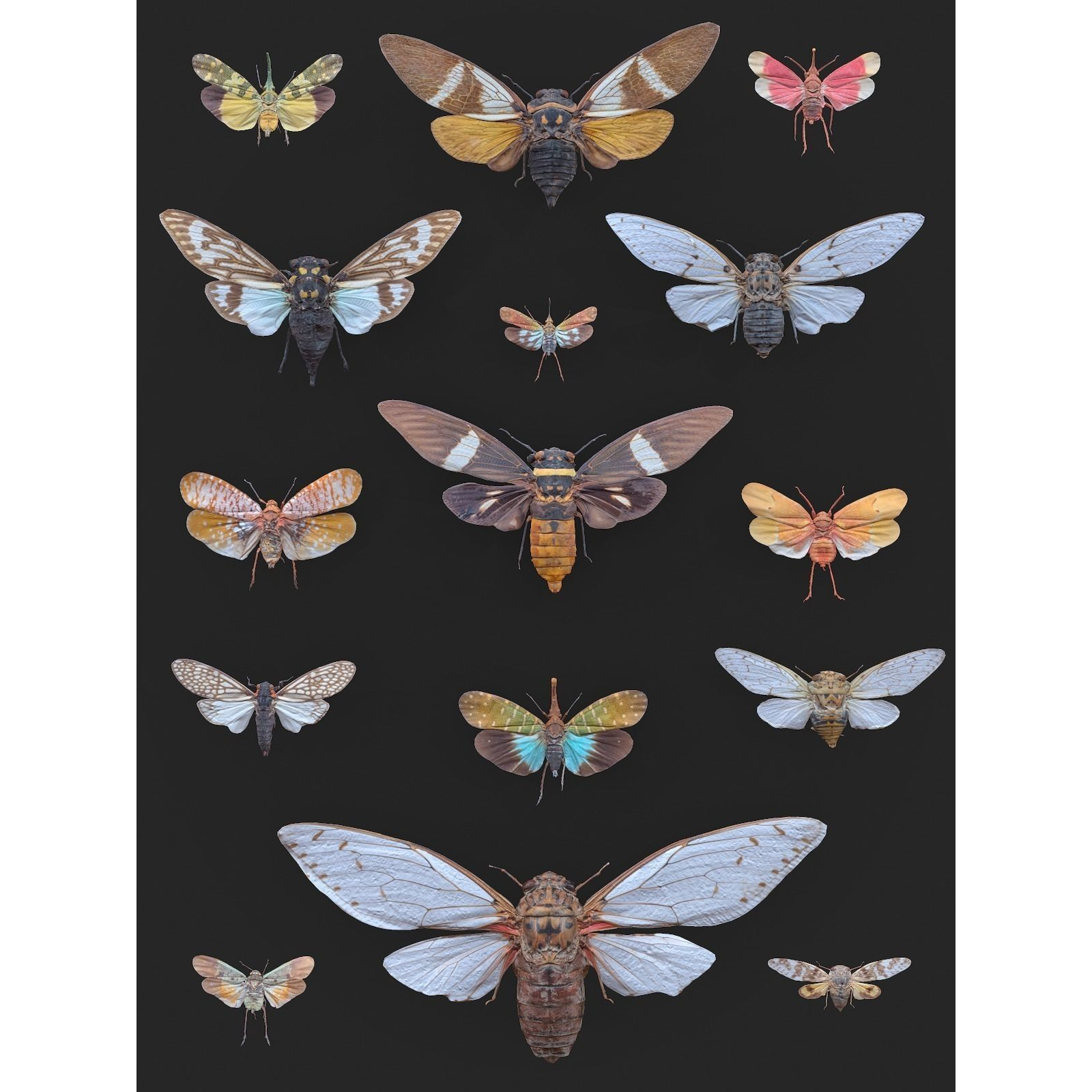 15 Cicada Insect Collection Low-poly 3D model 2