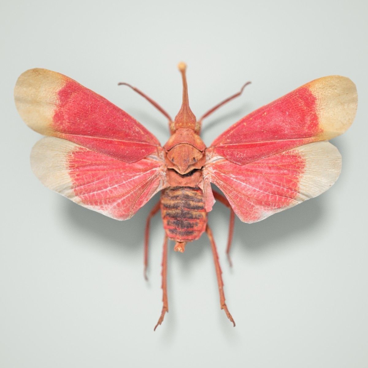 15 Cicada Insect Collection Low-poly 3D model 3