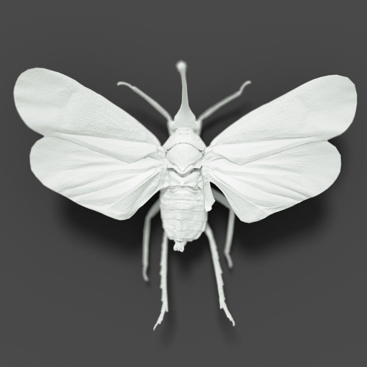 15 Cicada Insect Collection Low-poly 3D model 4