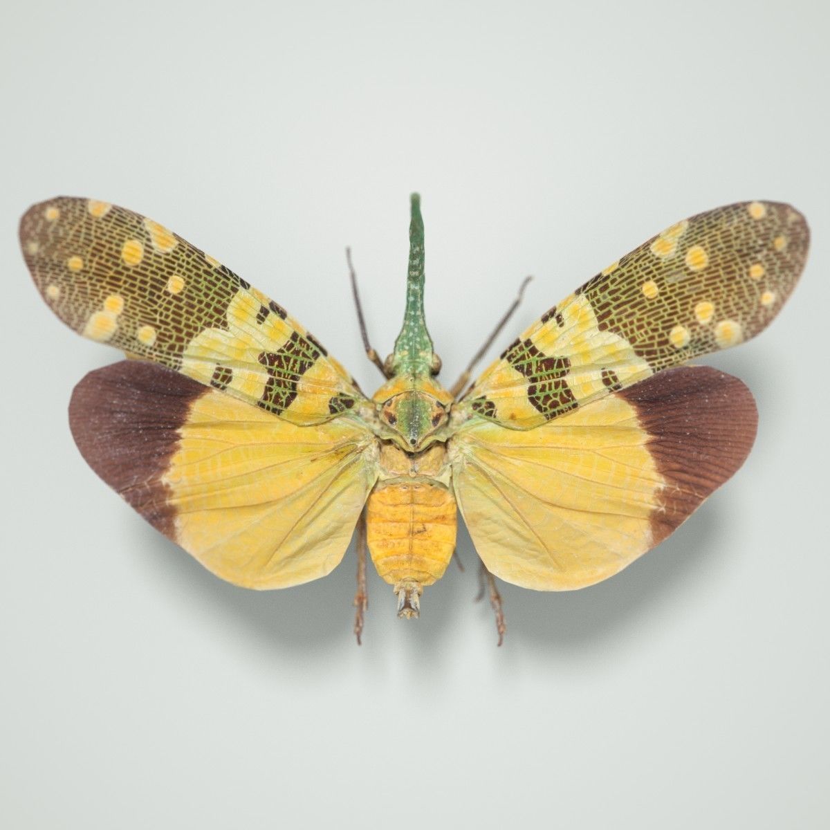 15 Cicada Insect Collection Low-poly 3D model 5