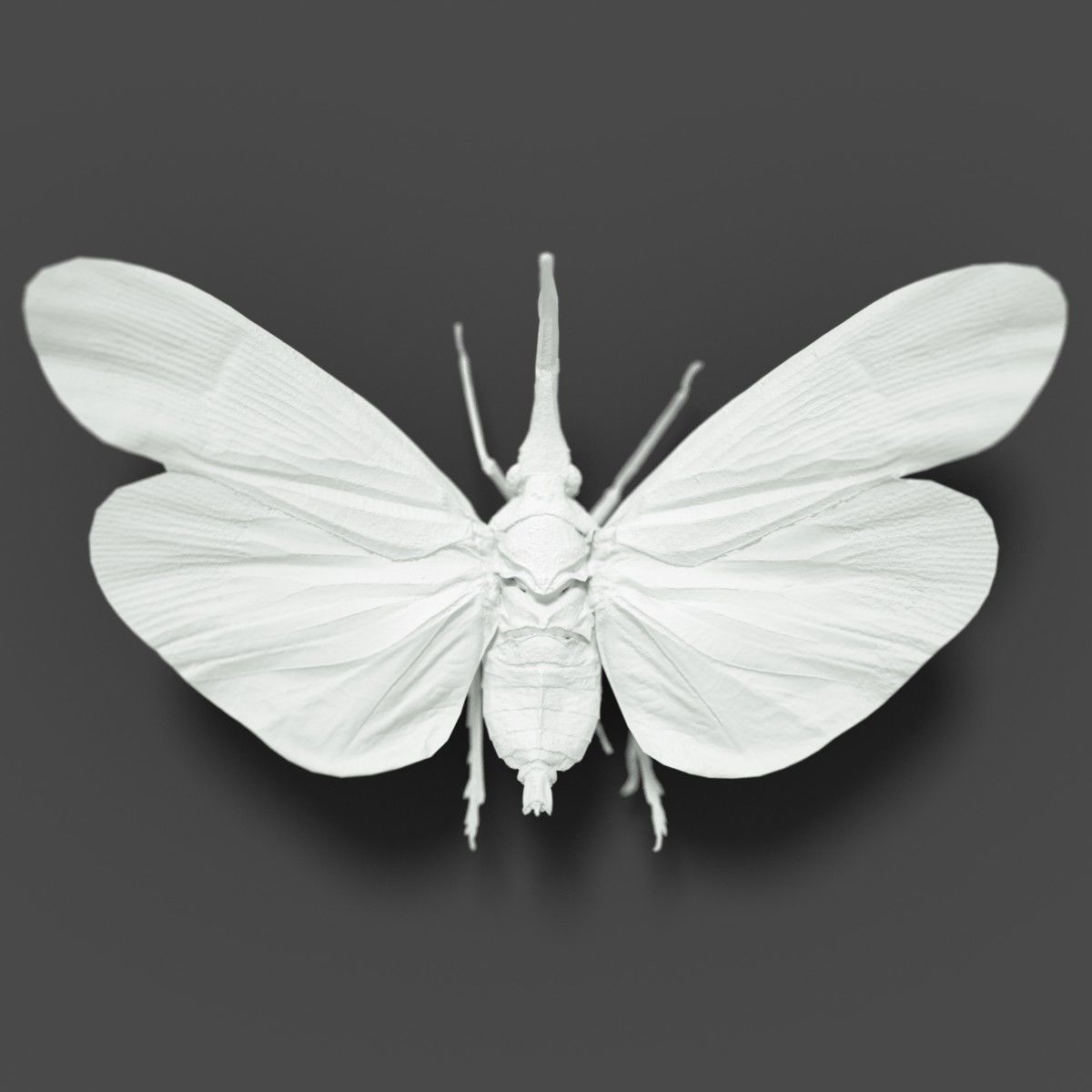 15 Cicada Insect Collection Low-poly 3D model 6
