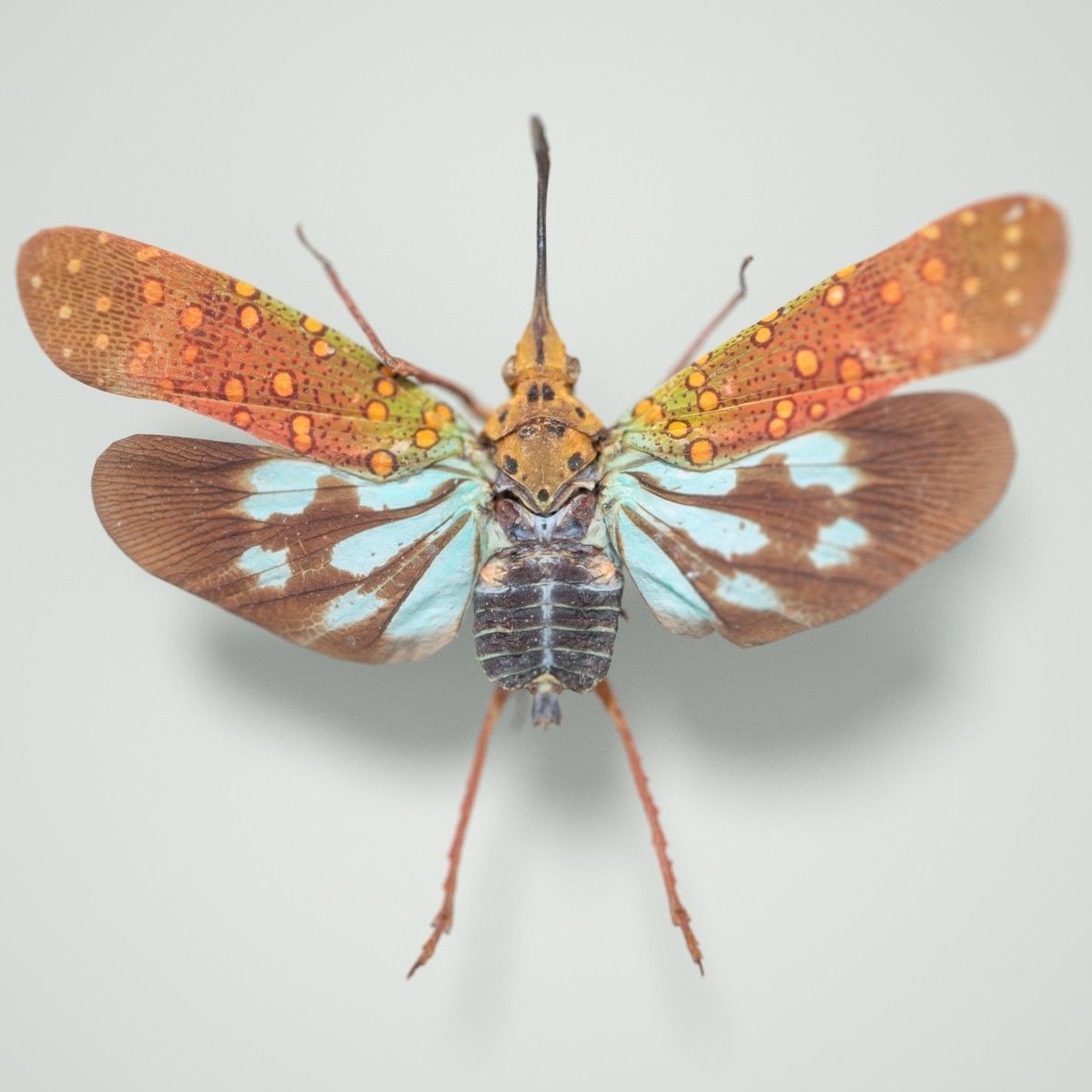 15 Cicada Insect Collection Low-poly 3D model 7