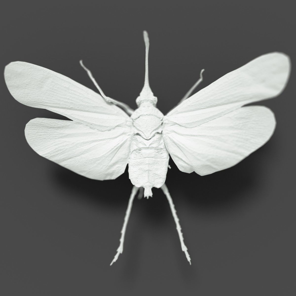 15 Cicada Insect Collection Low-poly 3D model 8
