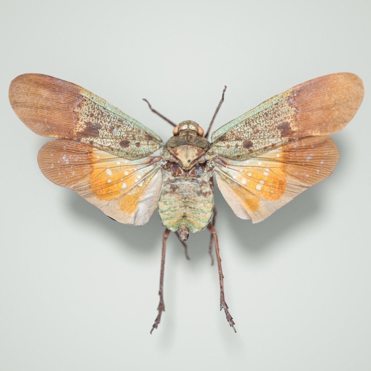 15 Cicada Insect Collection Low-poly 3D model 9