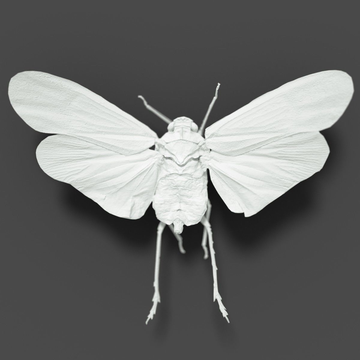 15 Cicada Insect Collection Low-poly 3D model 10