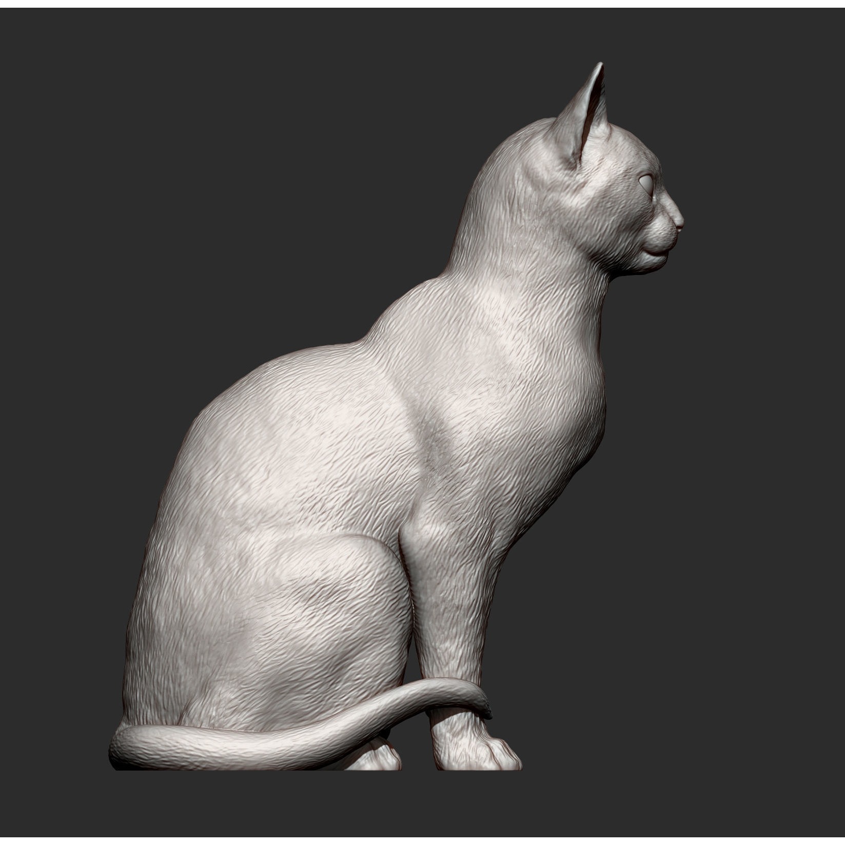 abyssinian cat 3D print model 8