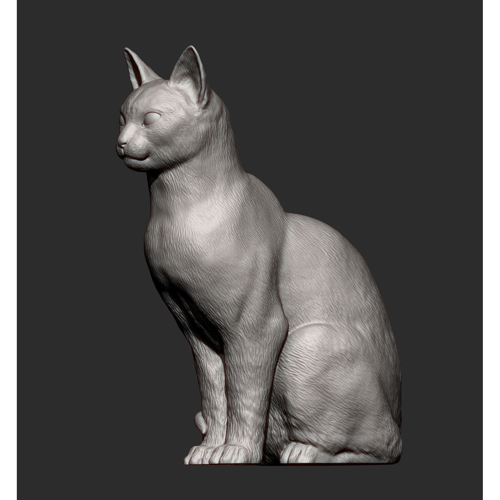 abyssinian cat 3D print model 9