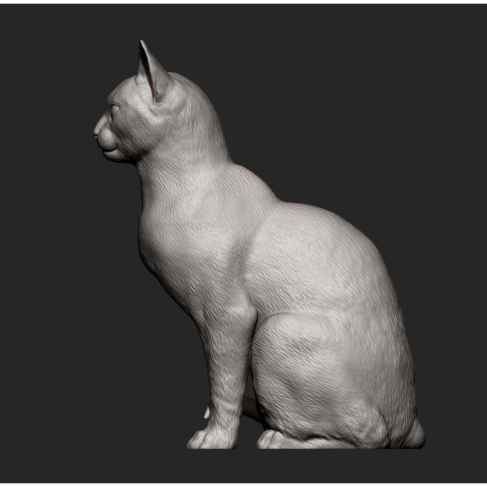 abyssinian cat 3D print model 10