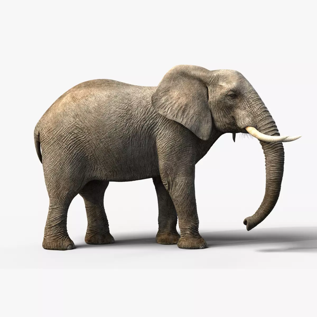 African Elephant Animated 3D model