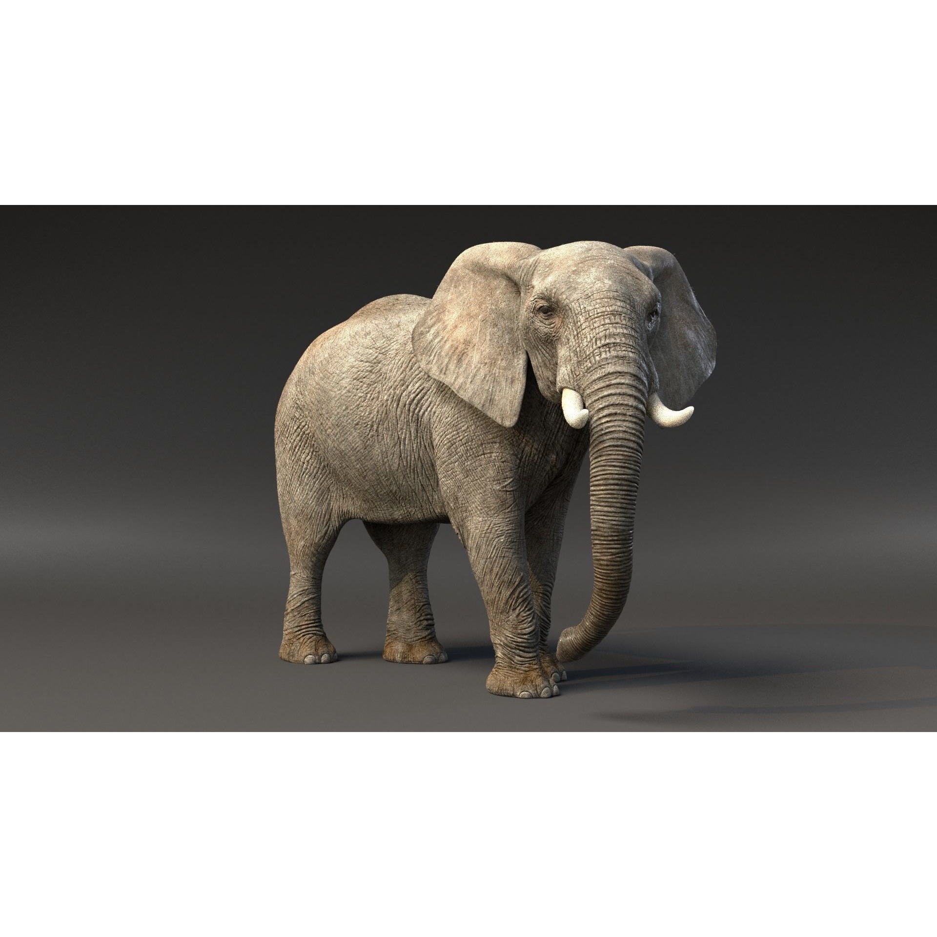 African Elephant Animated 3D model 2