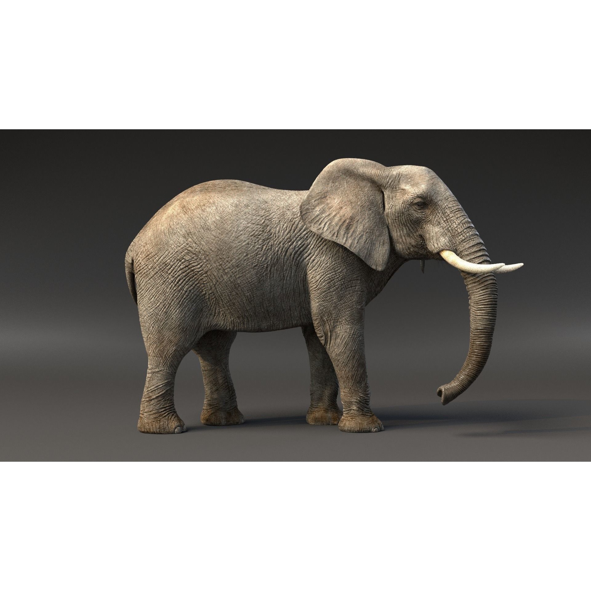 African Elephant Animated 3D model 3