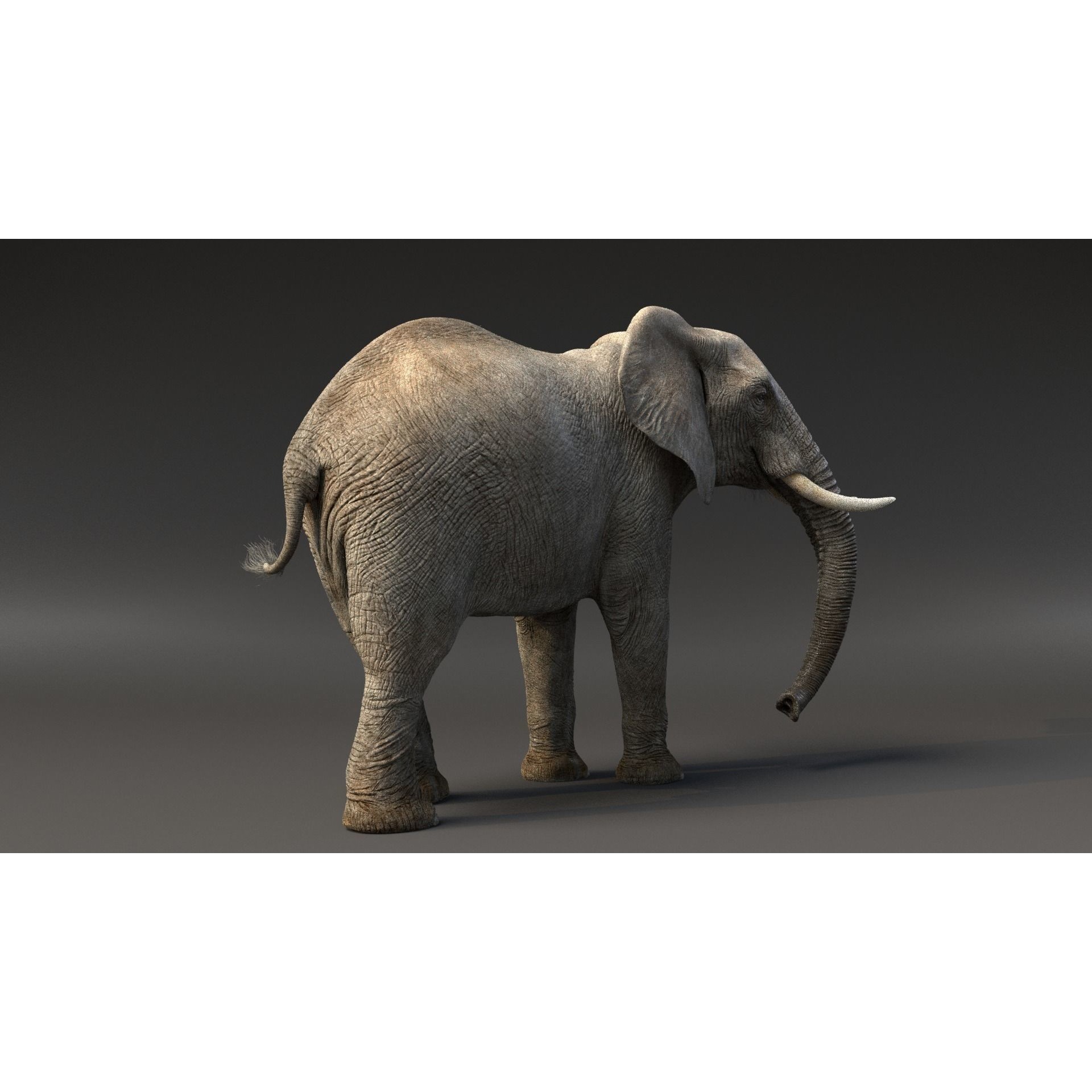 African Elephant Animated 3D model 4