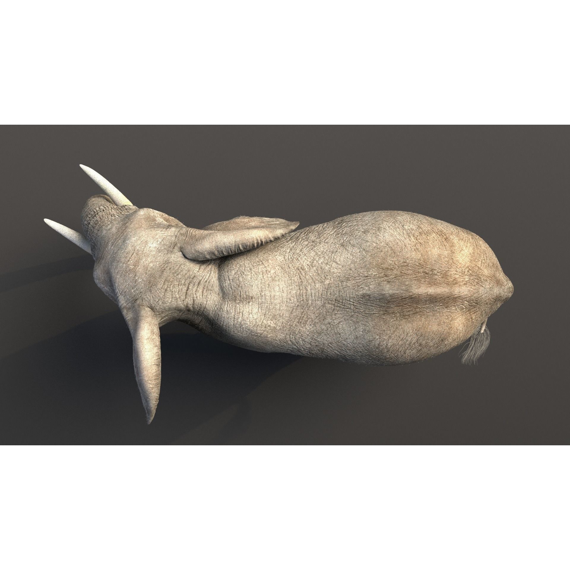 African Elephant Animated 3D model 5