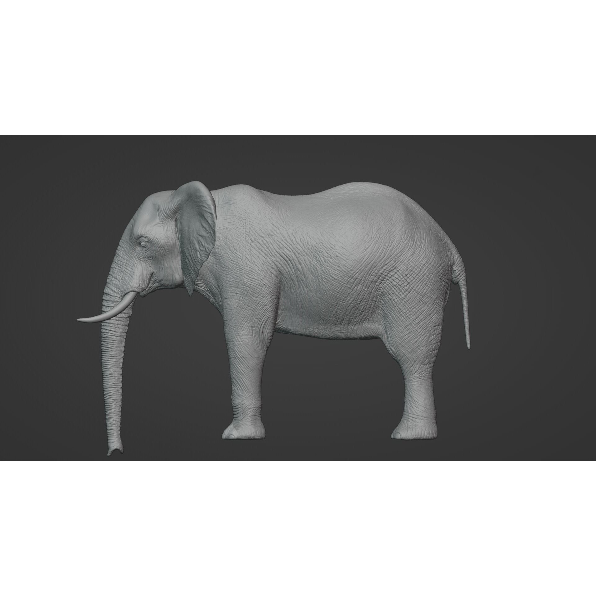 African Elephant Animated 3D model 6