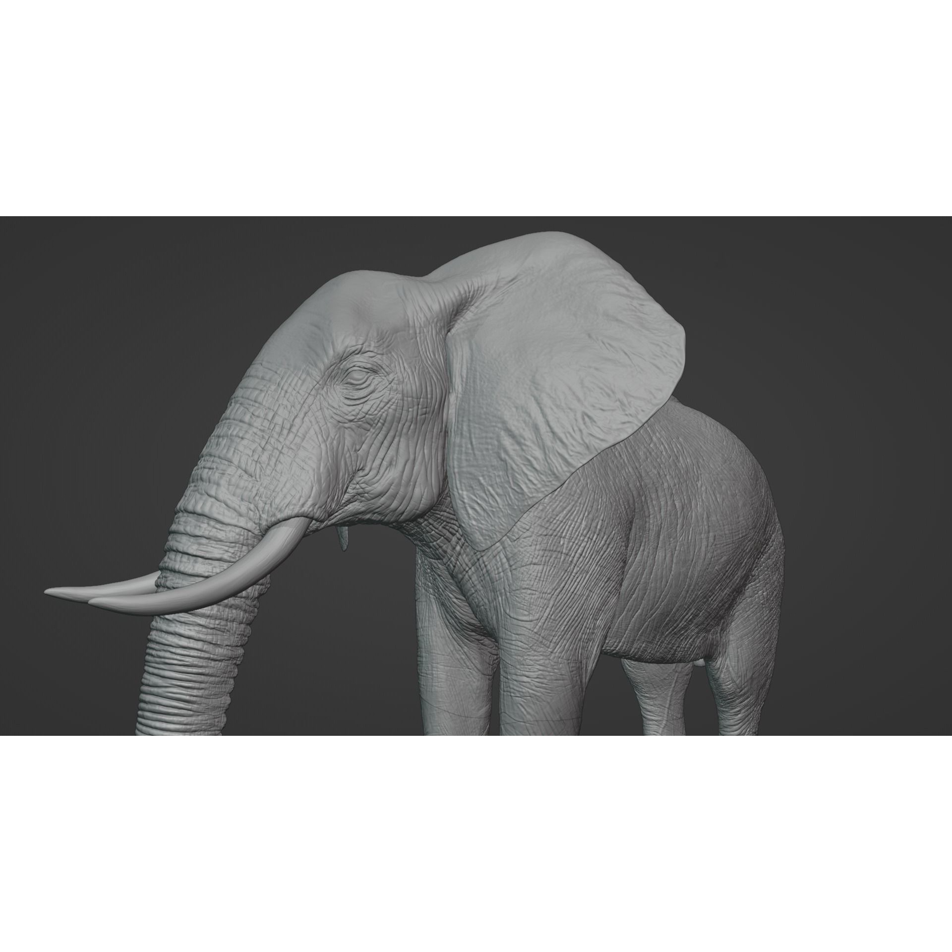 African Elephant Animated 3D model 7