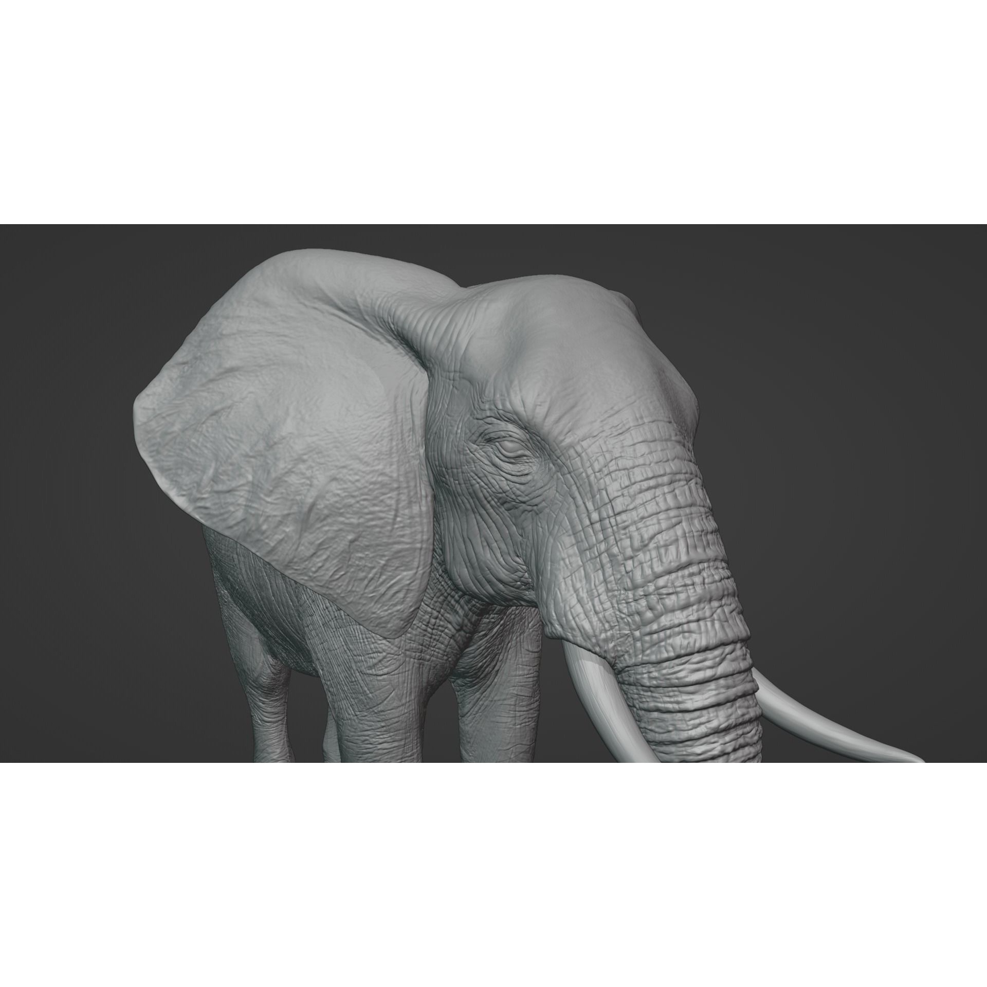 African Elephant Animated 3D model 9