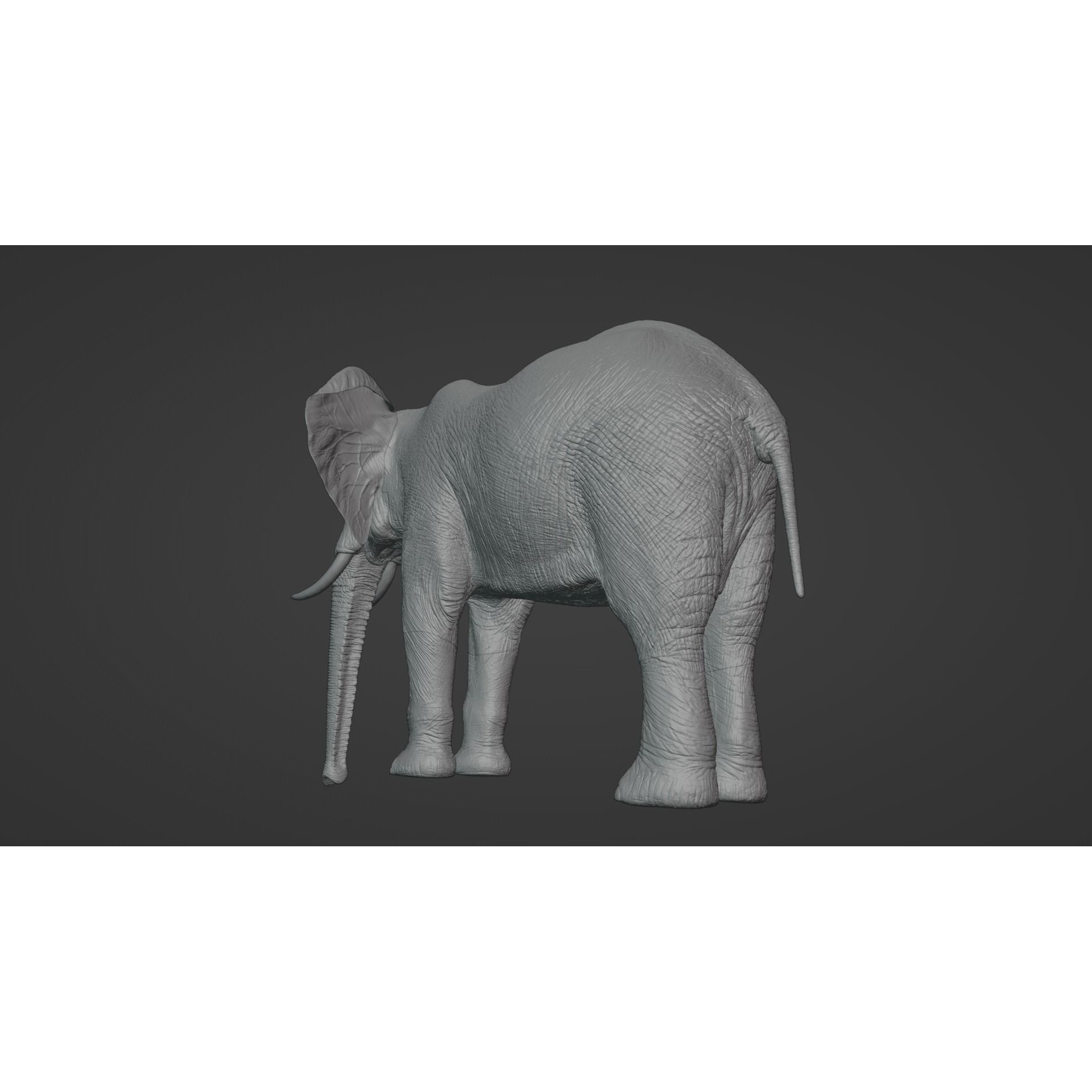 African Elephant Animated 3D model 10
