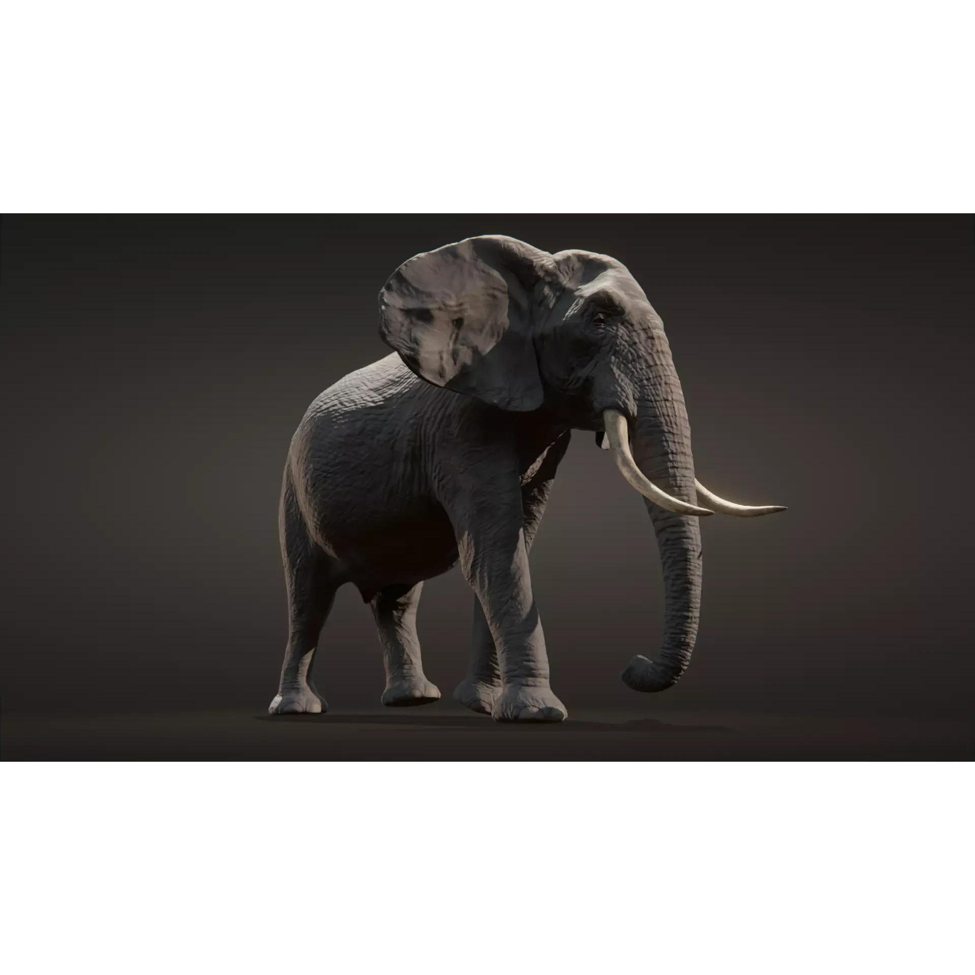 African elephant Low-poly 3D model