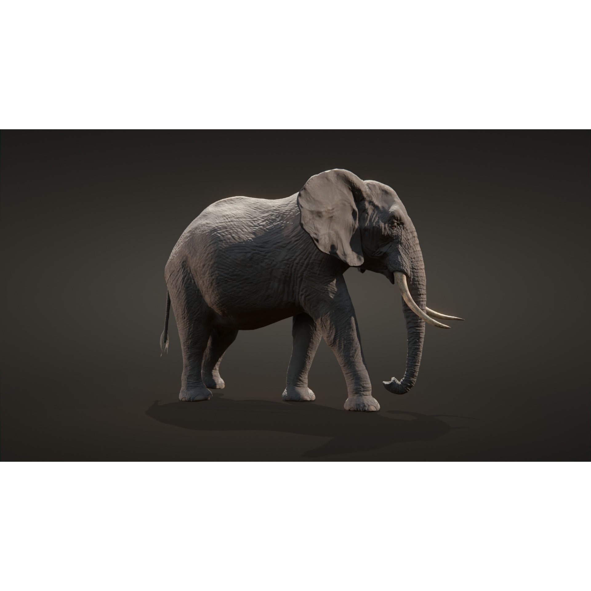 African elephant Low-poly 3D model 2