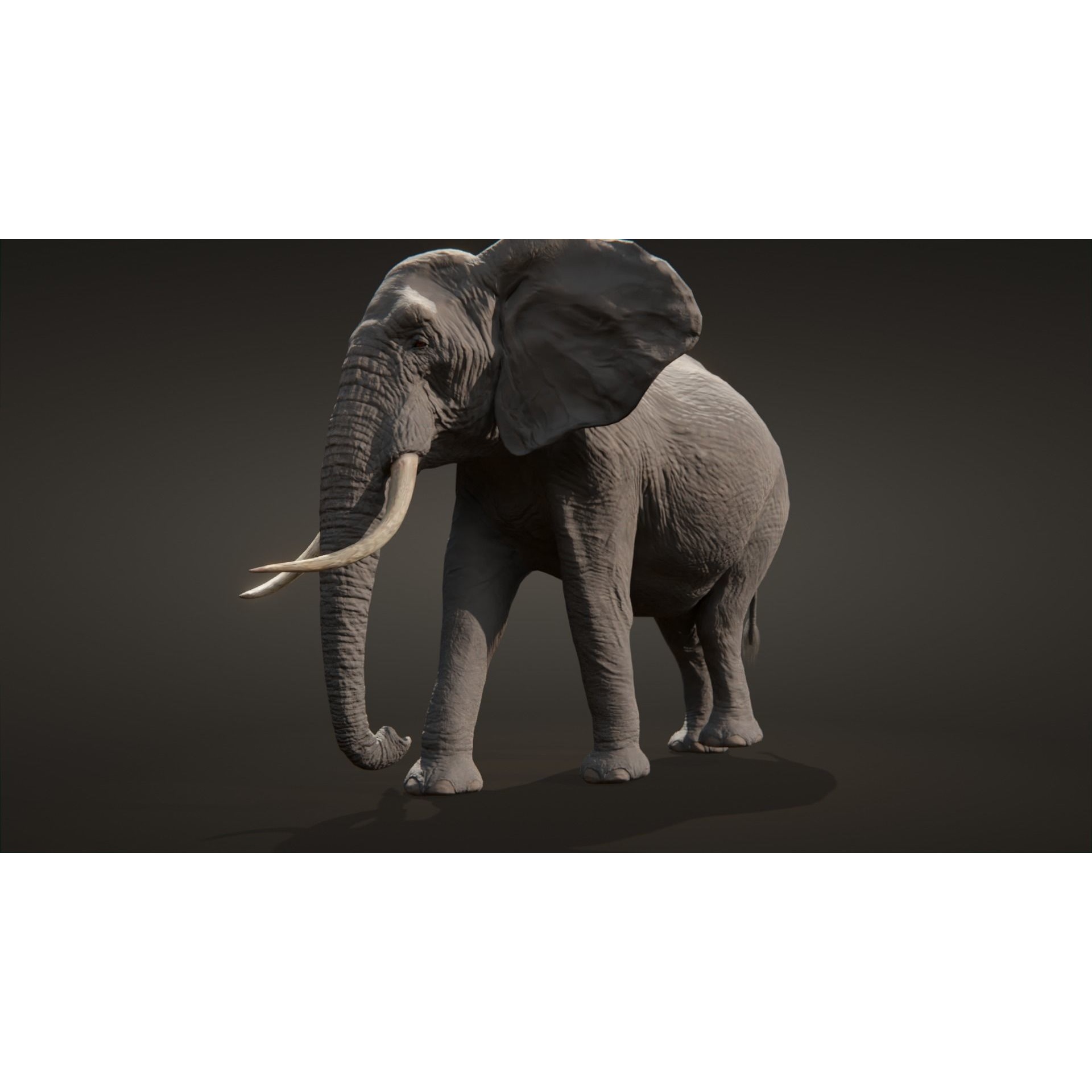 African elephant Low-poly 3D model 4