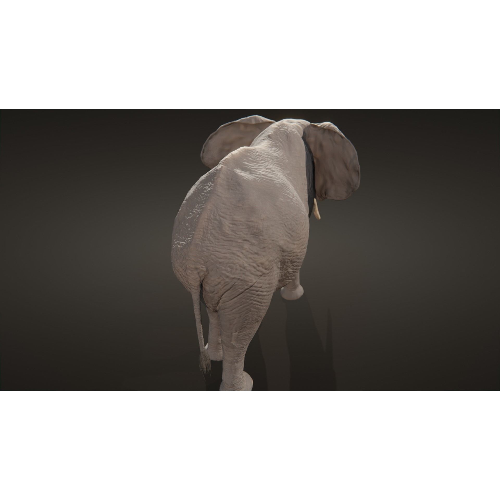 African elephant Low-poly 3D model 5