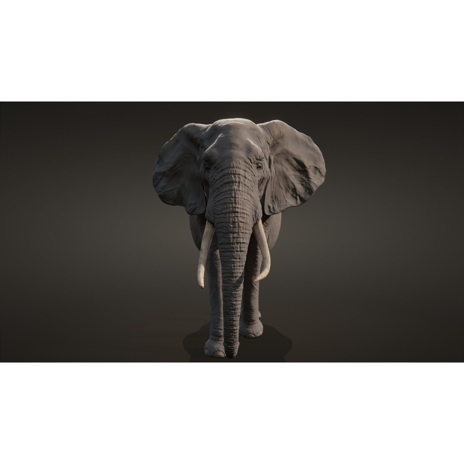 African elephant Low-poly 3D model 7