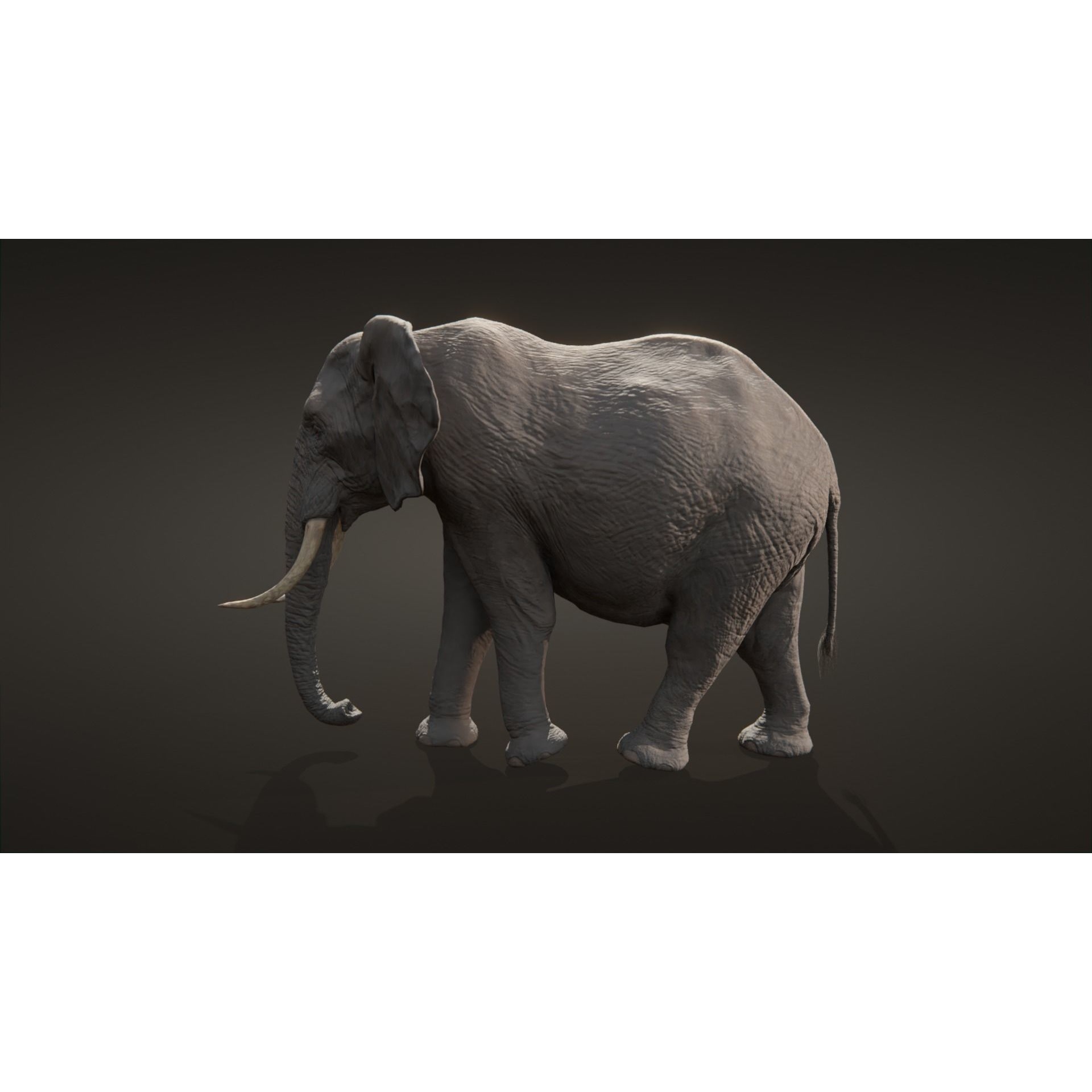 African elephant Low-poly 3D model 8