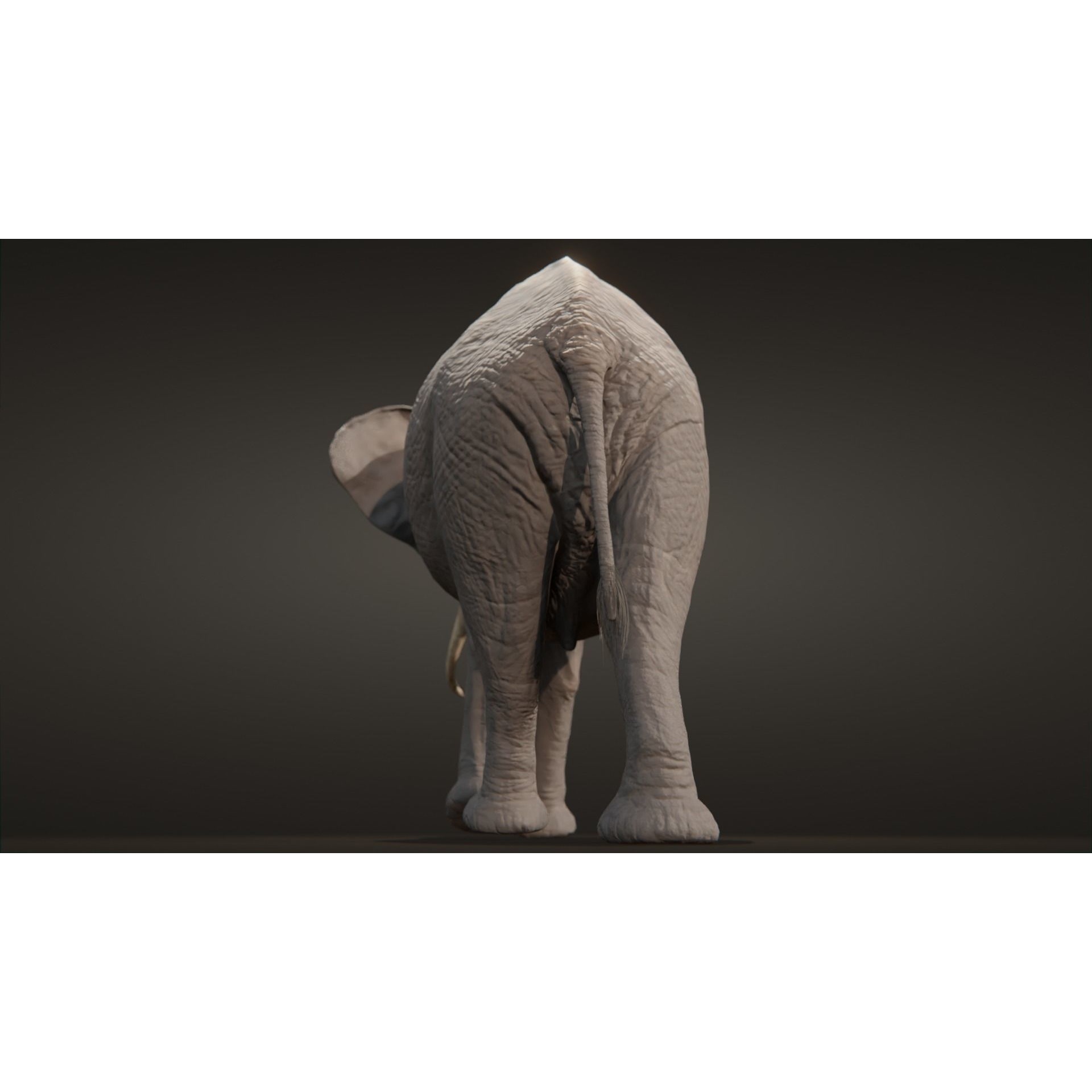 African elephant Low-poly 3D model 9