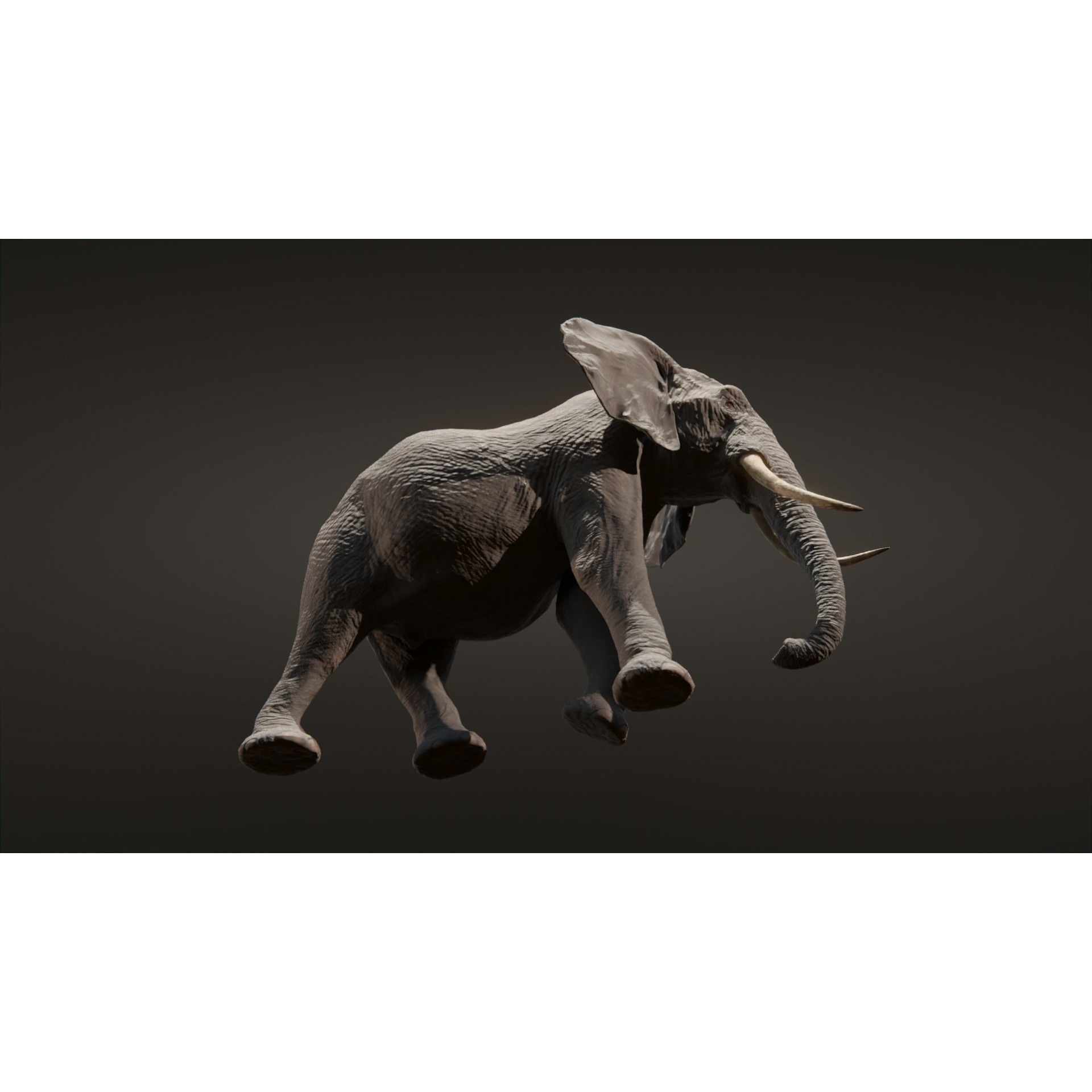 African elephant Low-poly 3D model 10