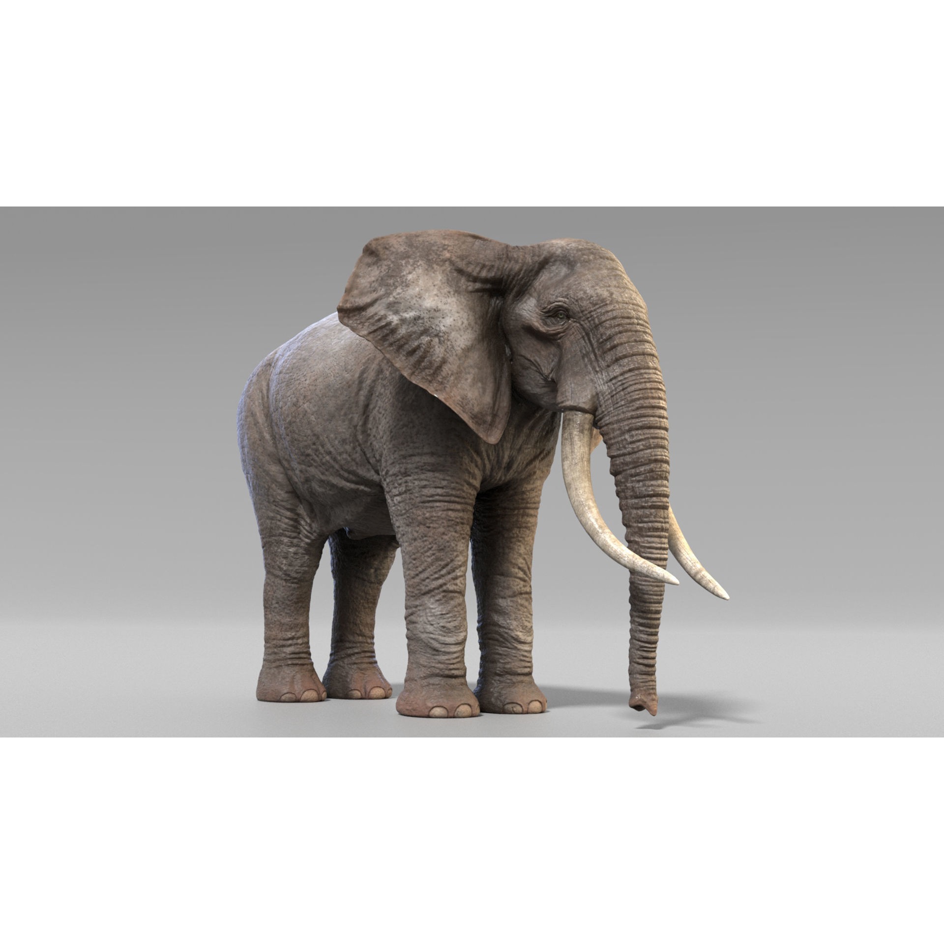 African Elephants Low-poly 3D model 2