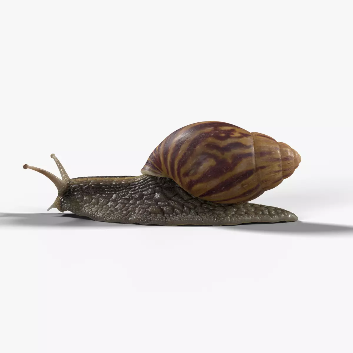 African Snail Animated VFX Grace 3D model