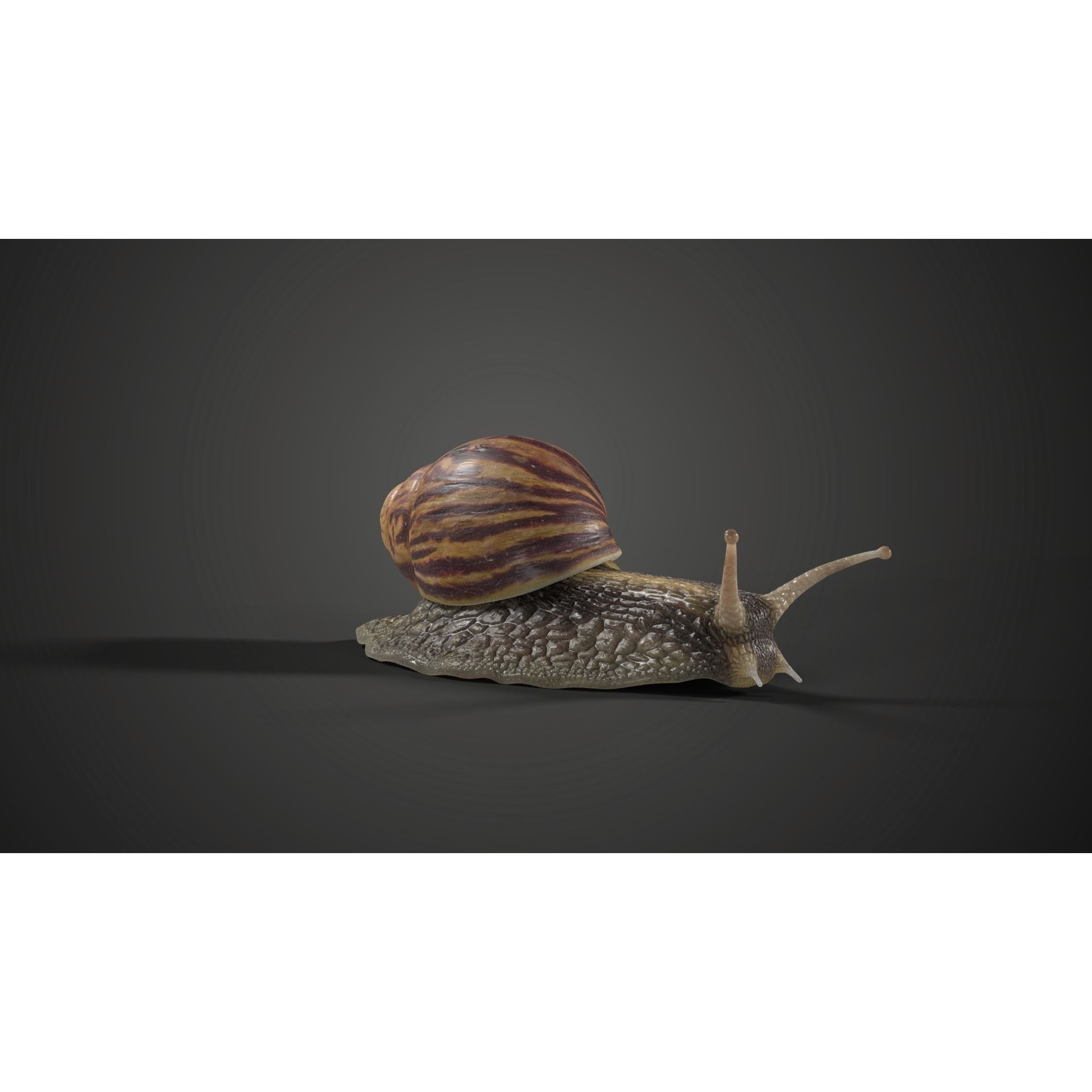 African Snail Animated VFX Grace 3D model 2