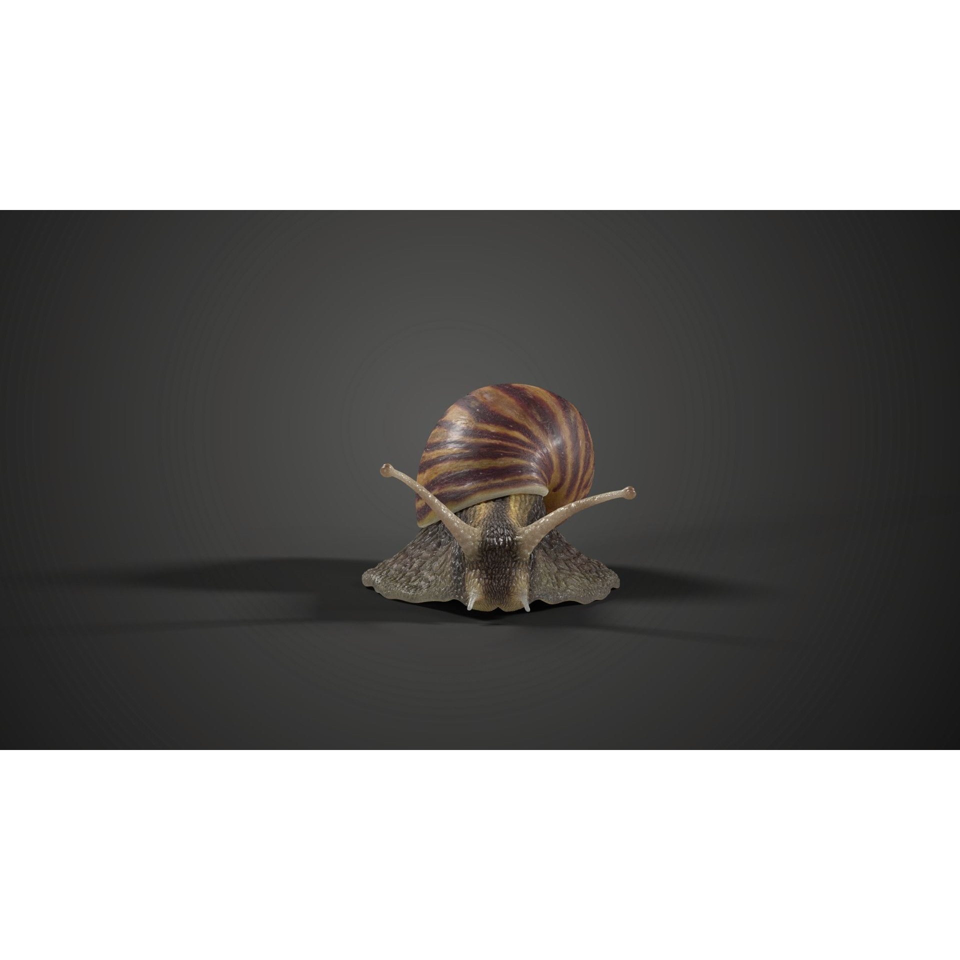 African Snail Animated VFX Grace 3D model 3