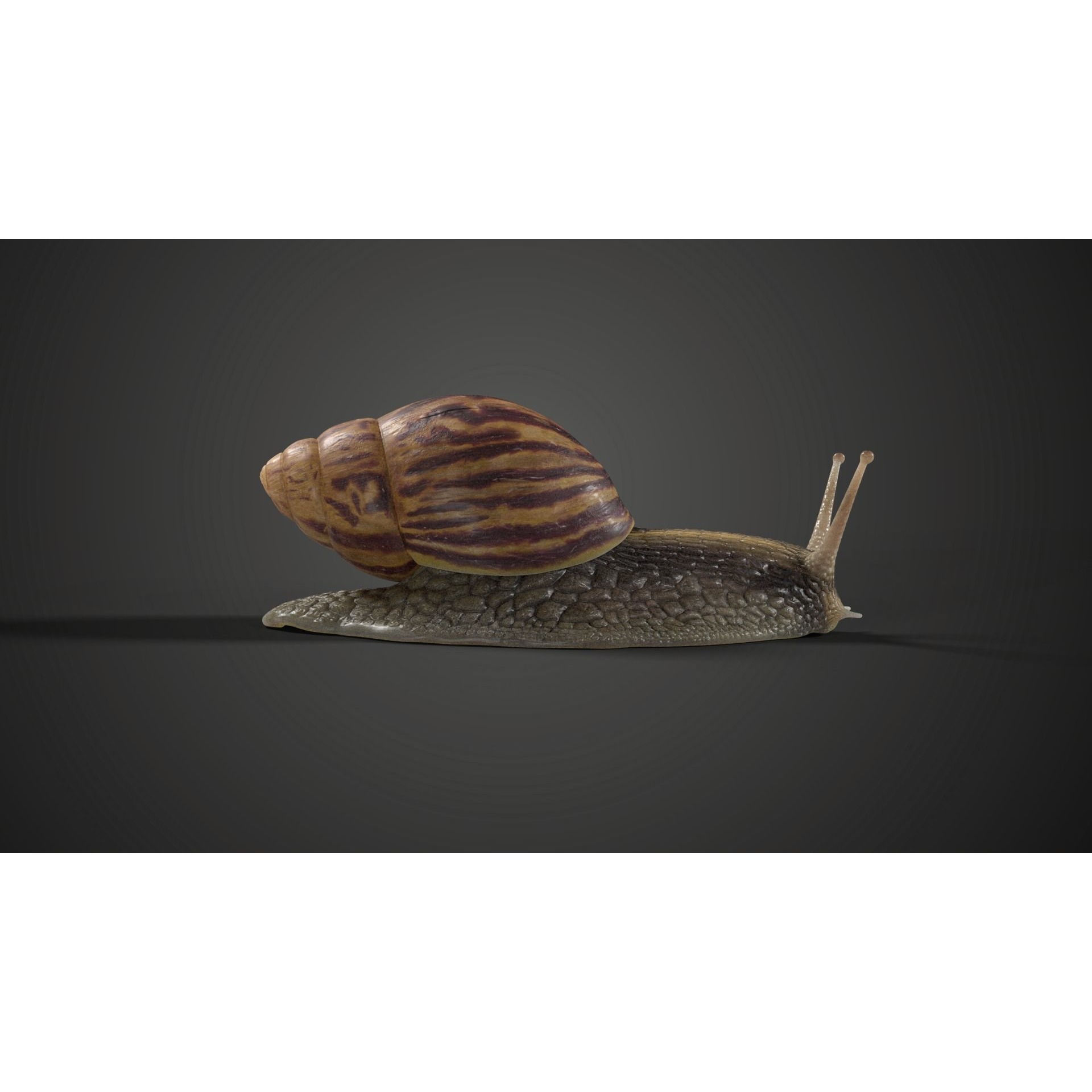 African Snail Animated VFX Grace 3D model 4