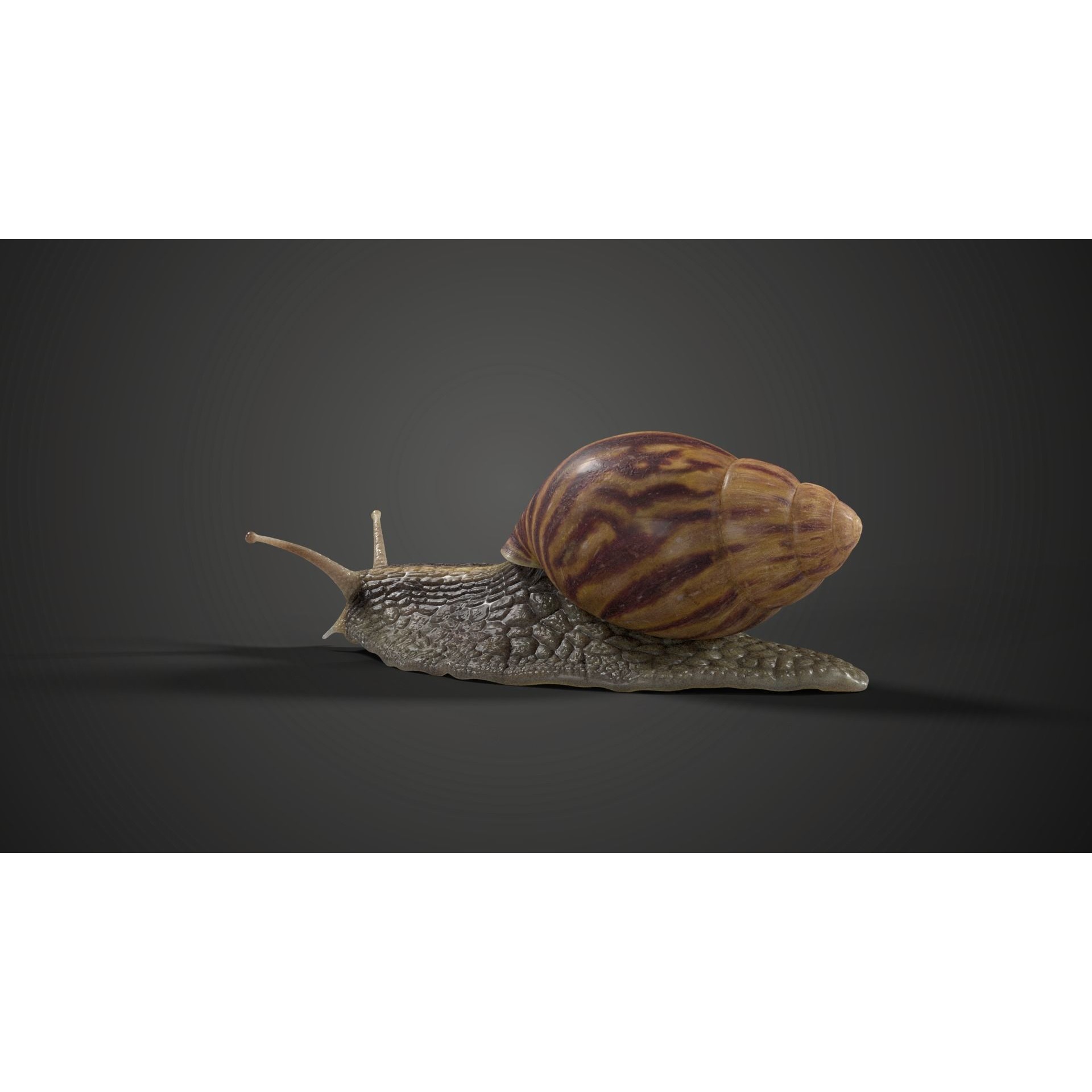 African Snail Animated VFX Grace 3D model 5