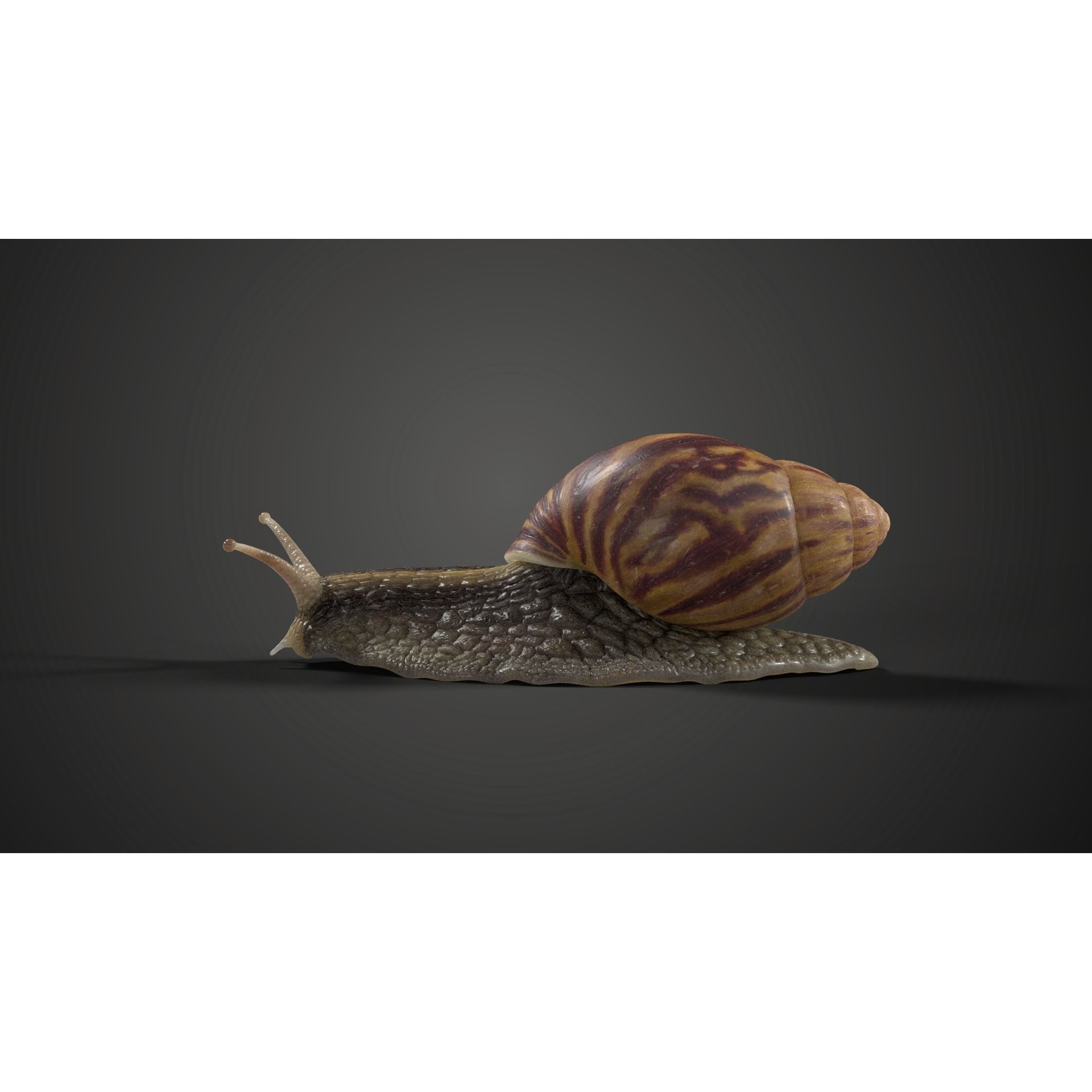 African Snail Animated VFX Grace 3D model 6