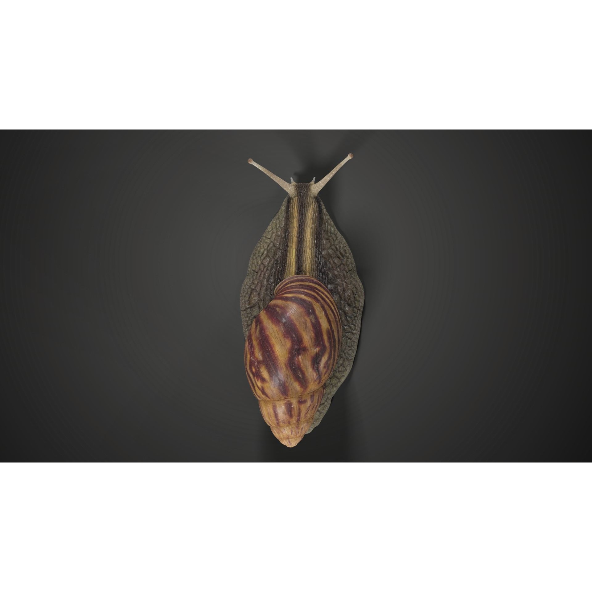 African Snail Animated VFX Grace 3D model 7