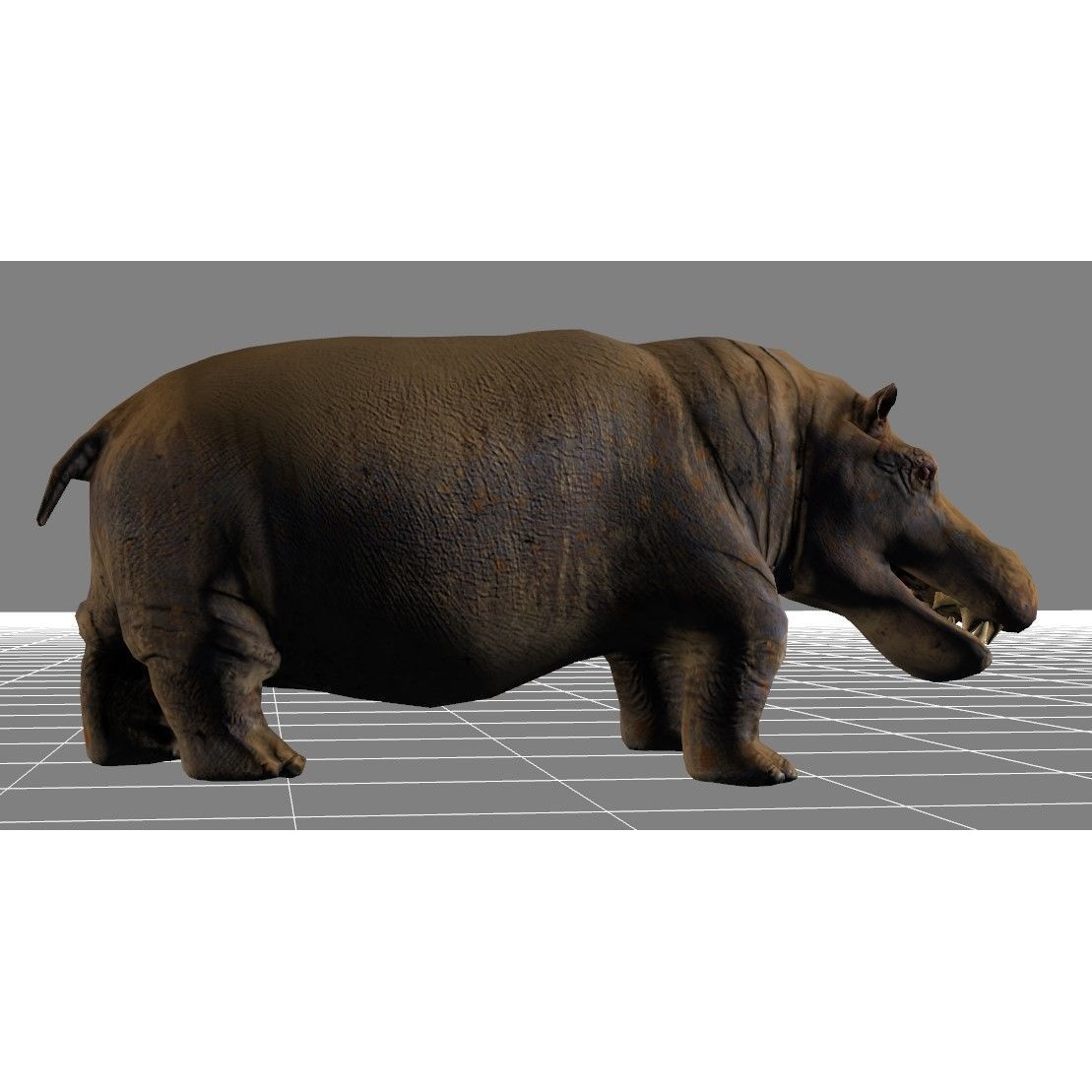 African Wildlife 3D Hippo Base Mesh Free low-poly 3D model 2