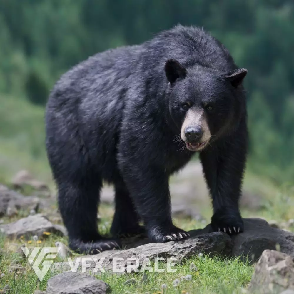 American Black Bear Animated VFX Grace 3D model