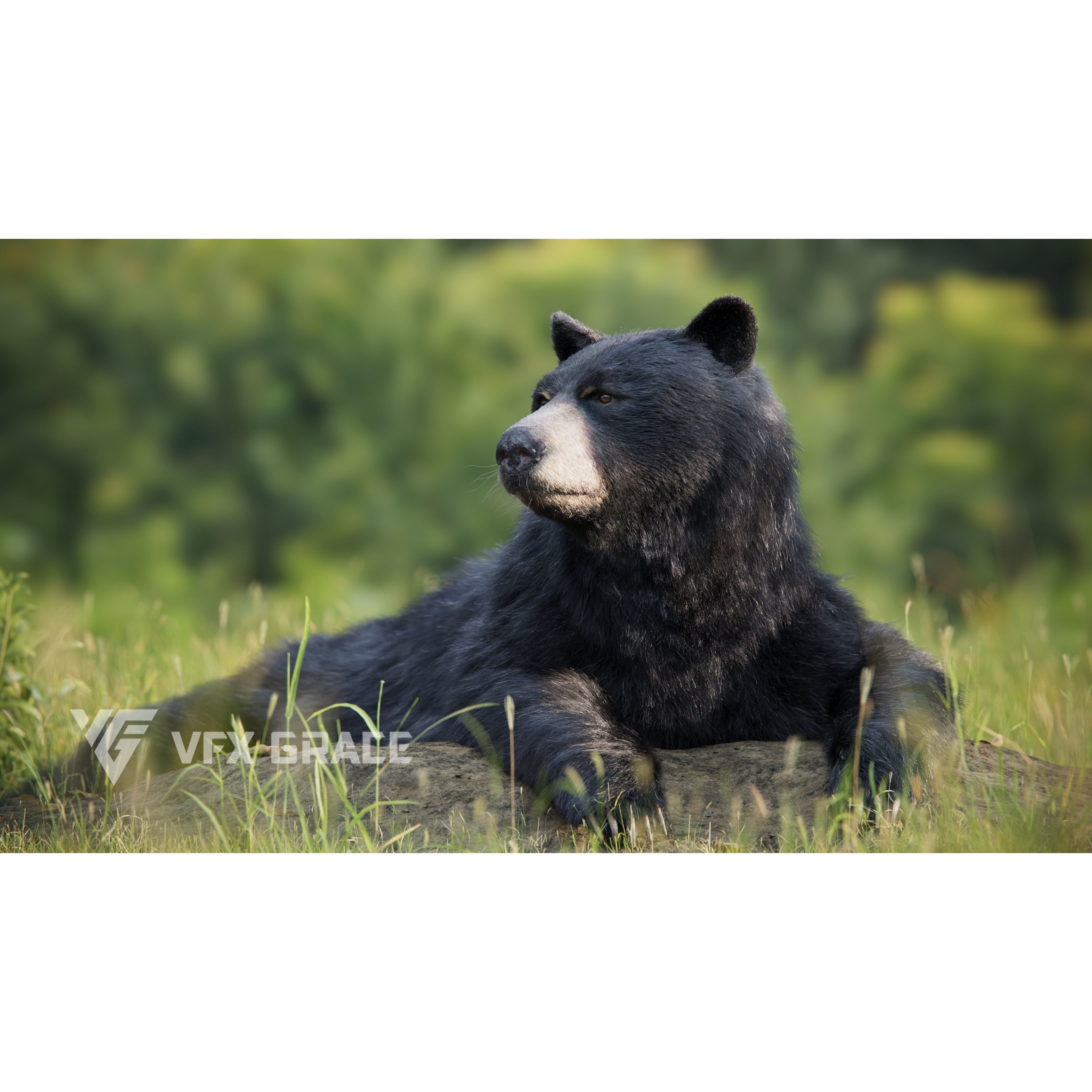 American Black Bear Animated VFX Grace 3D model 2