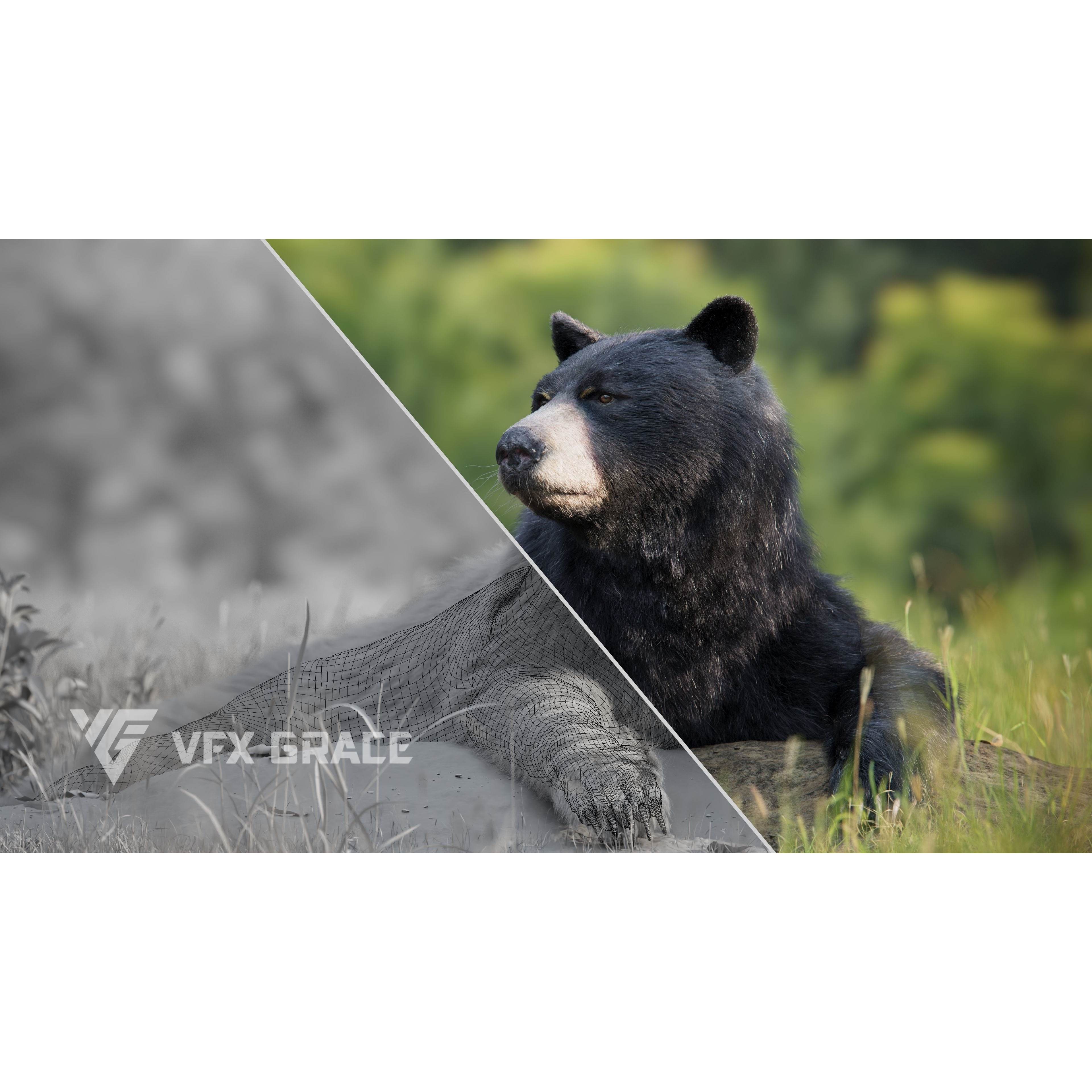 American Black Bear Animated VFX Grace 3D model 3