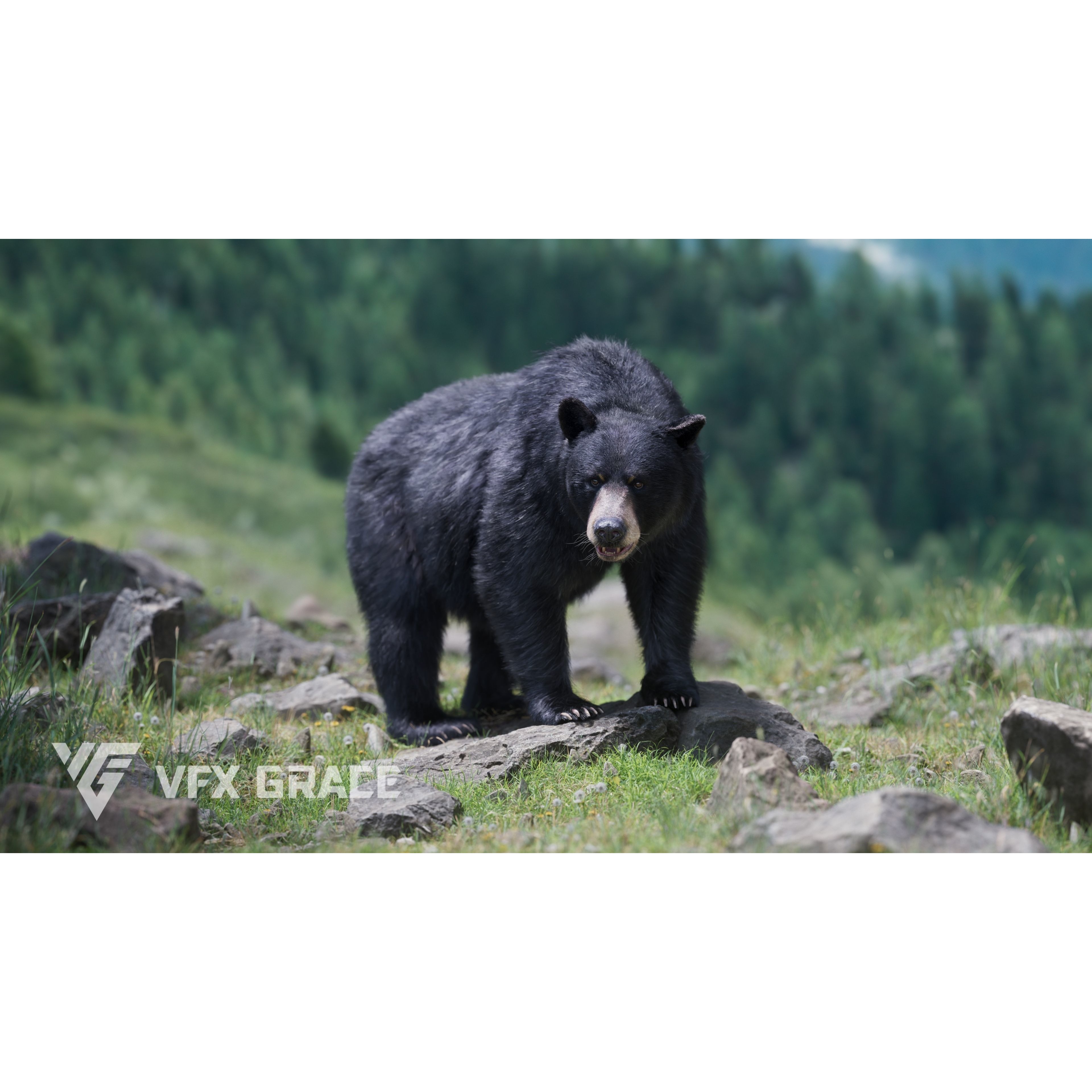 American Black Bear Animated VFX Grace 3D model 4