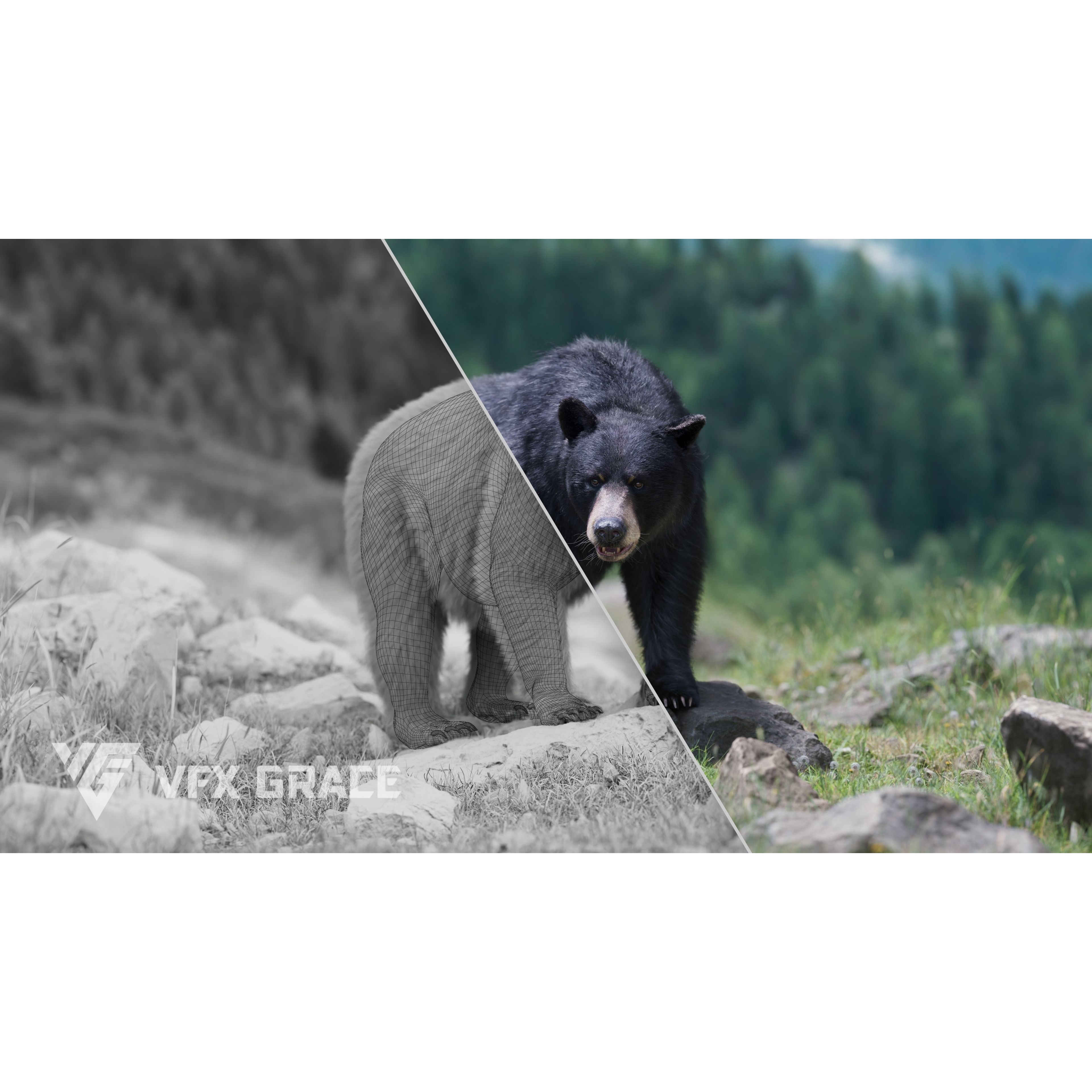 American Black Bear Animated VFX Grace 3D model 5