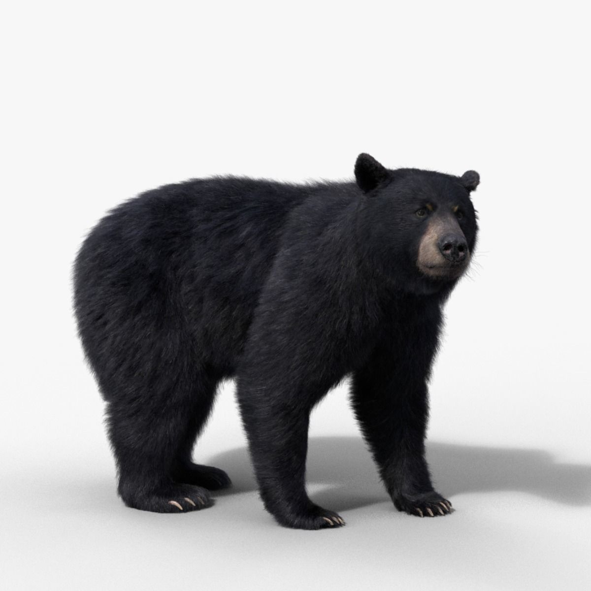 American Black Bear Animated VFX Grace 3D model 6