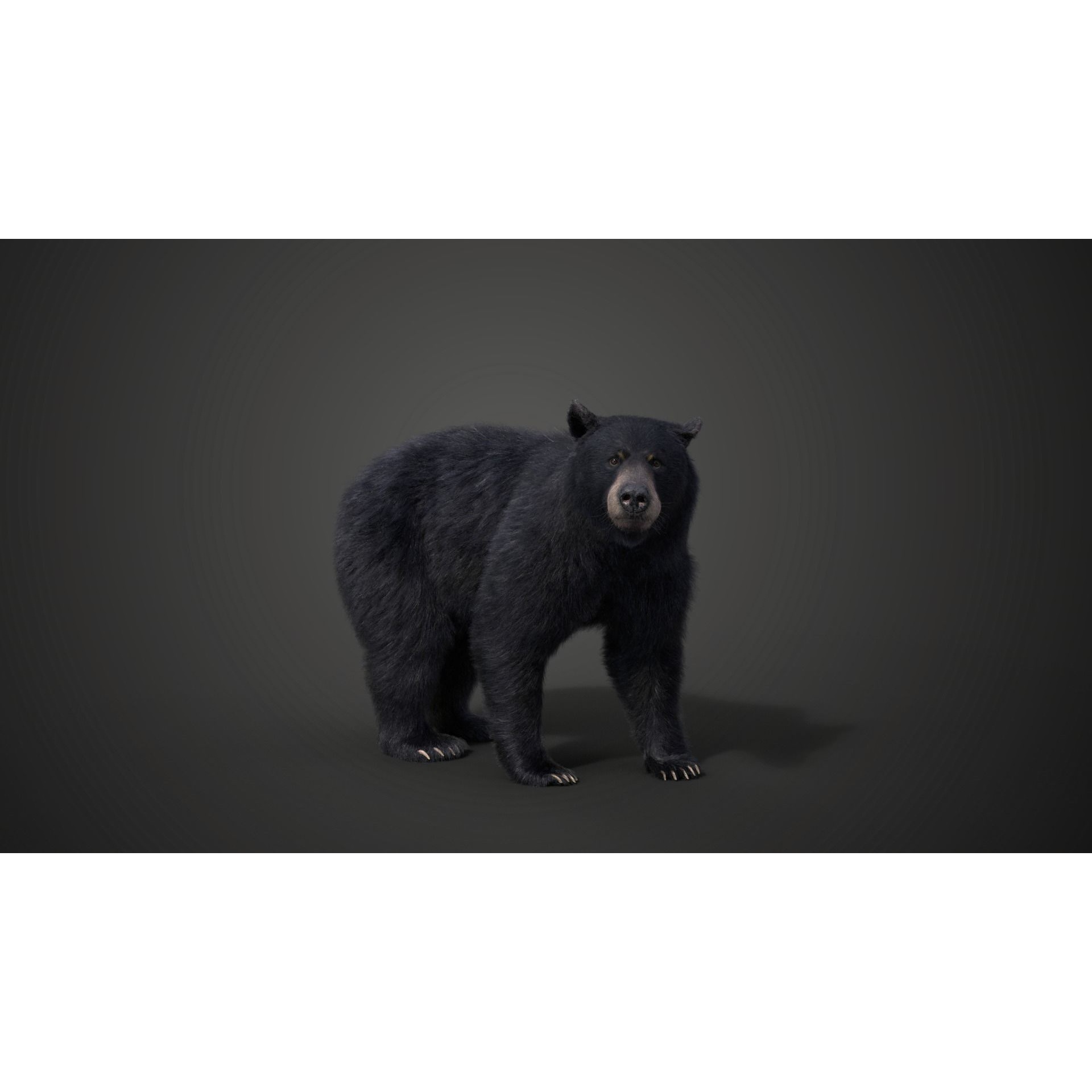 American Black Bear Animated VFX Grace 3D model 7