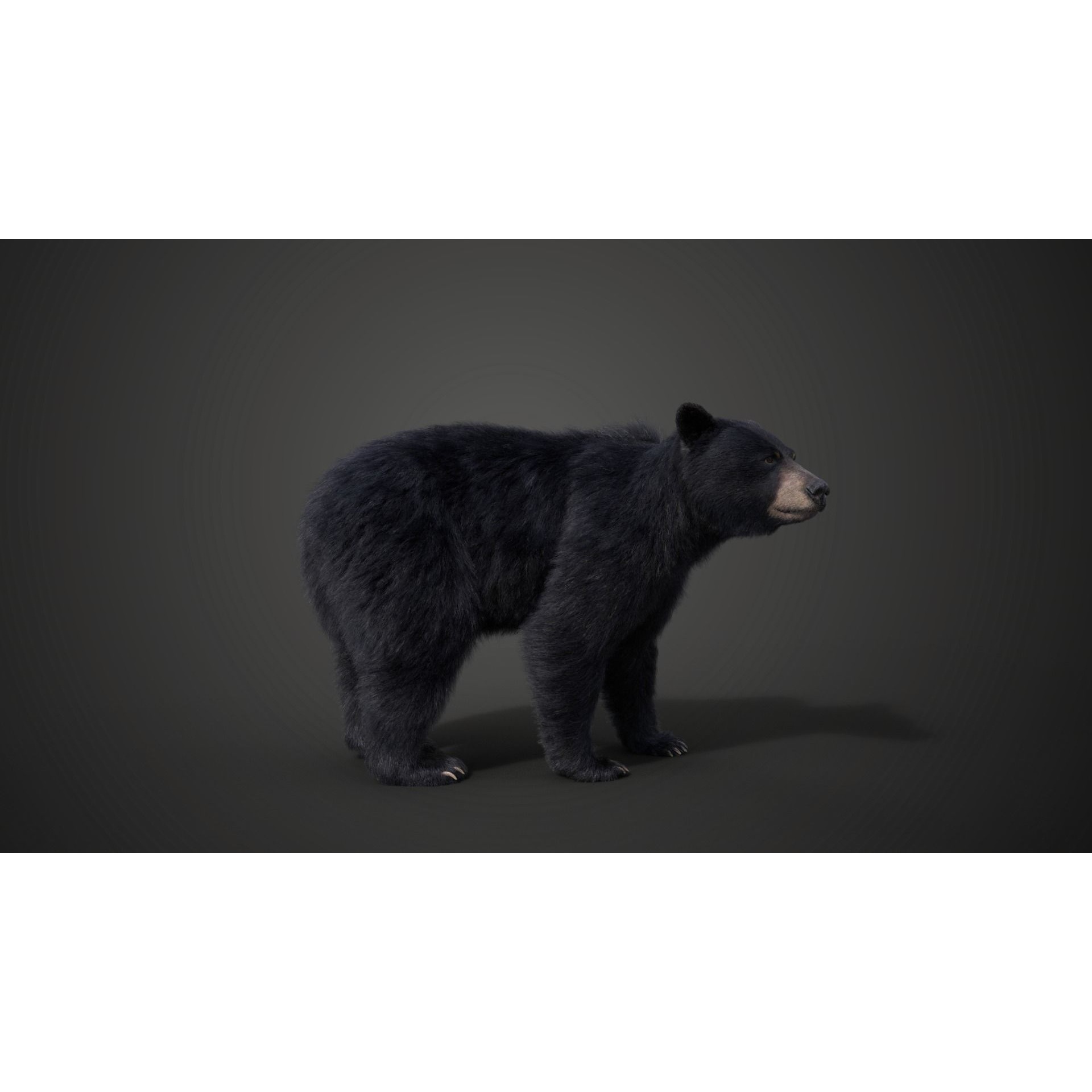 American Black Bear Animated VFX Grace 3D model 8