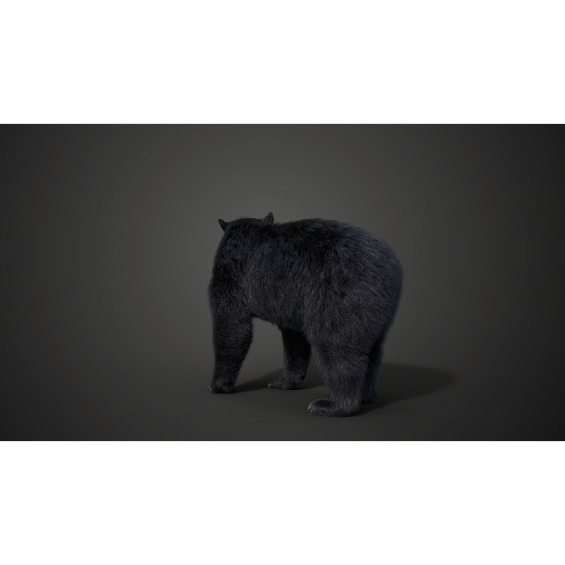 American Black Bear Animated VFX Grace 3D model 9