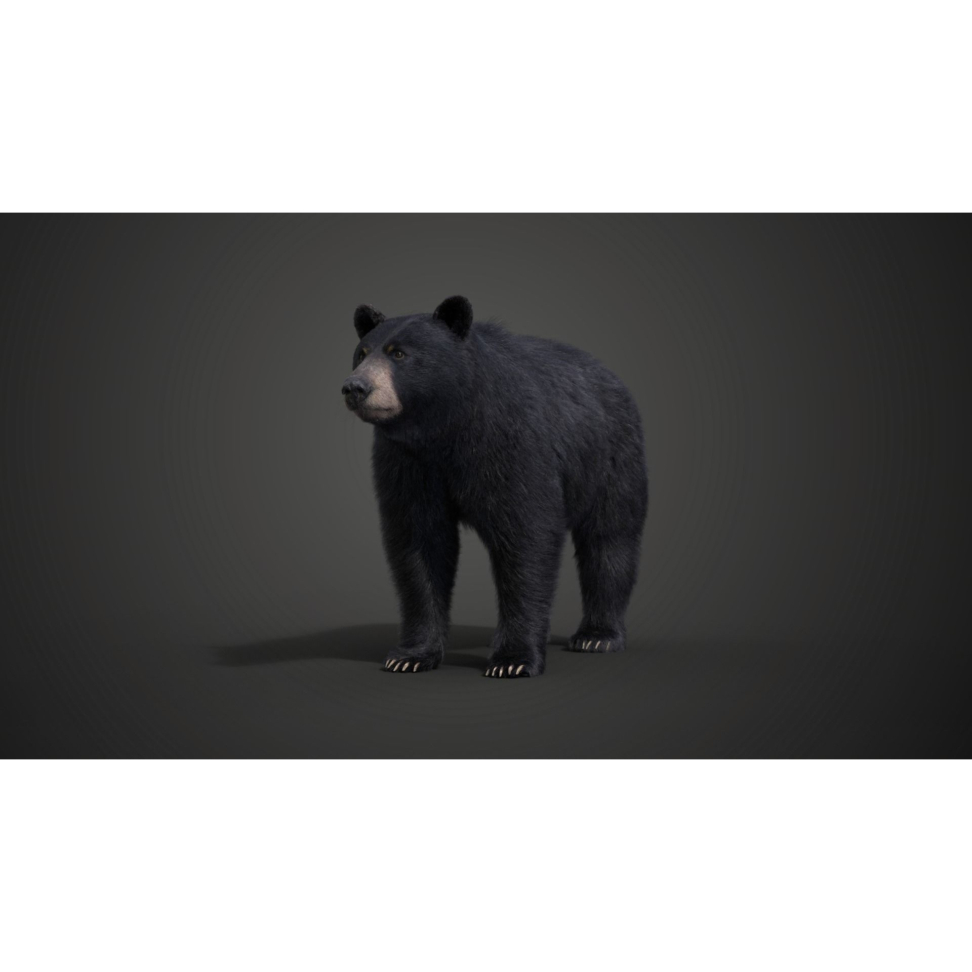 American Black Bear Animated VFX Grace 3D model 10
