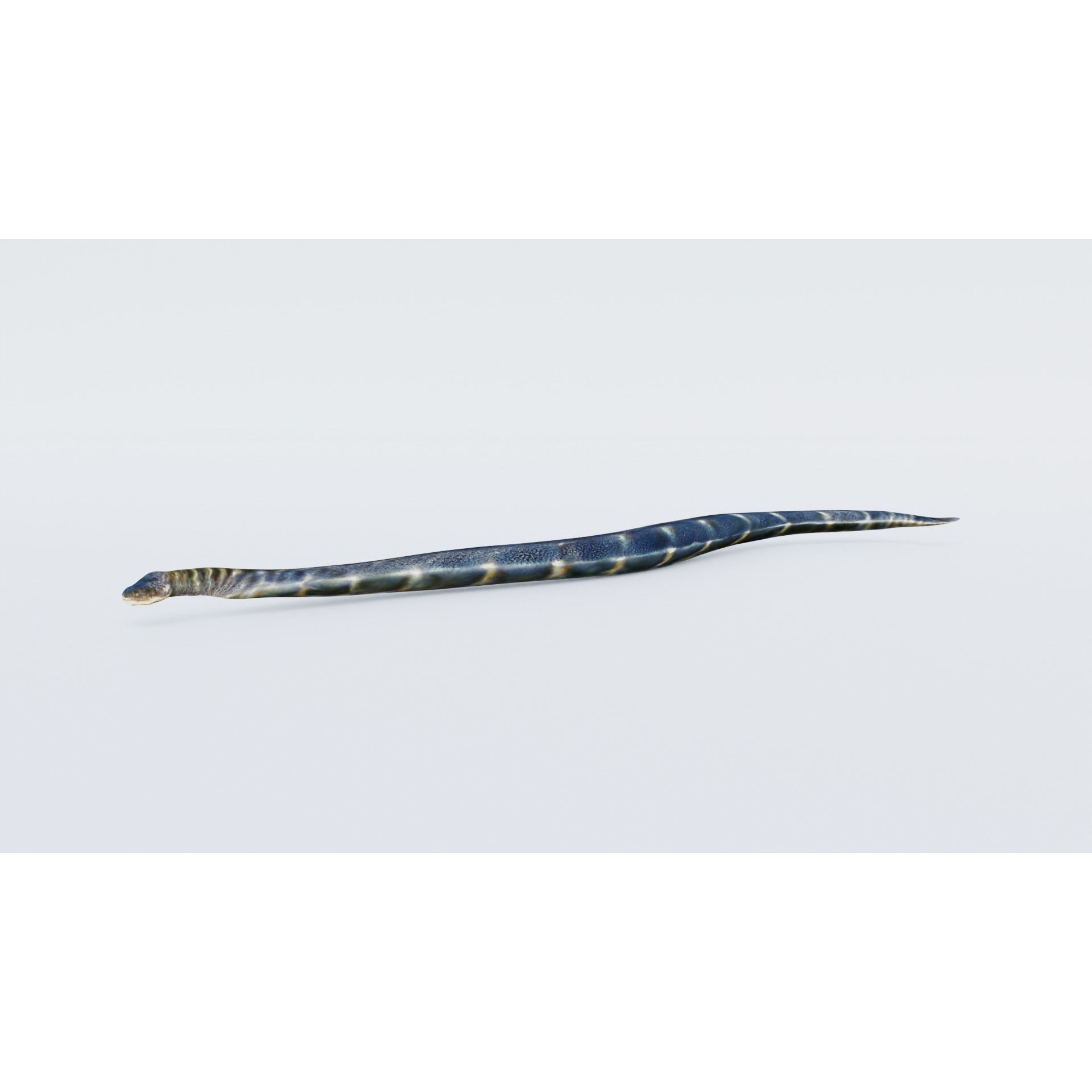 Anaconda Free 3D model 2